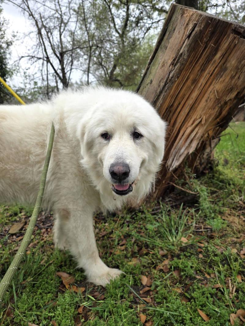 Enlarge Bear, an adopted Great Pyrenees in Spring, TX image 4/6