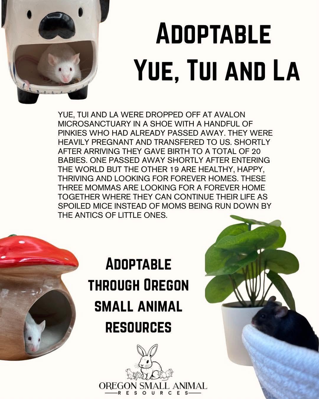 Yue, Tui, and La, Adoptable, Young Female Mouse.