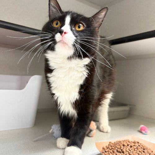 SERIE, Adoptable, Young Female Domestic Short Hair.