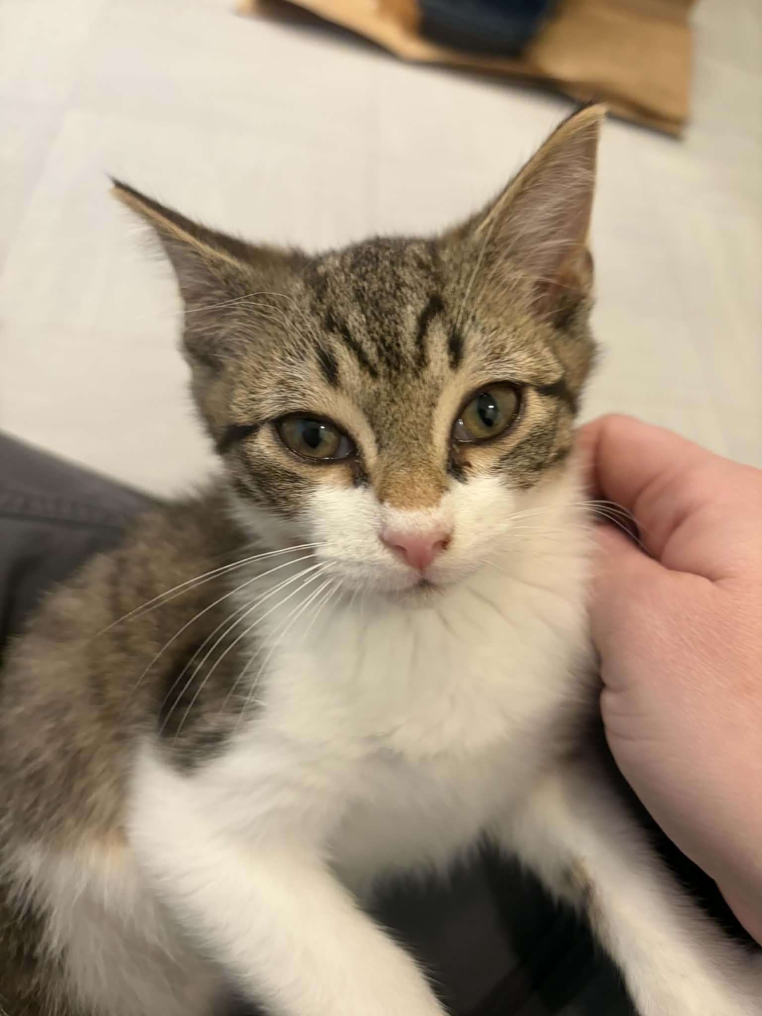 Enlarge Millie, an adopted Tabby in Lawrenceville, GA image 2/2