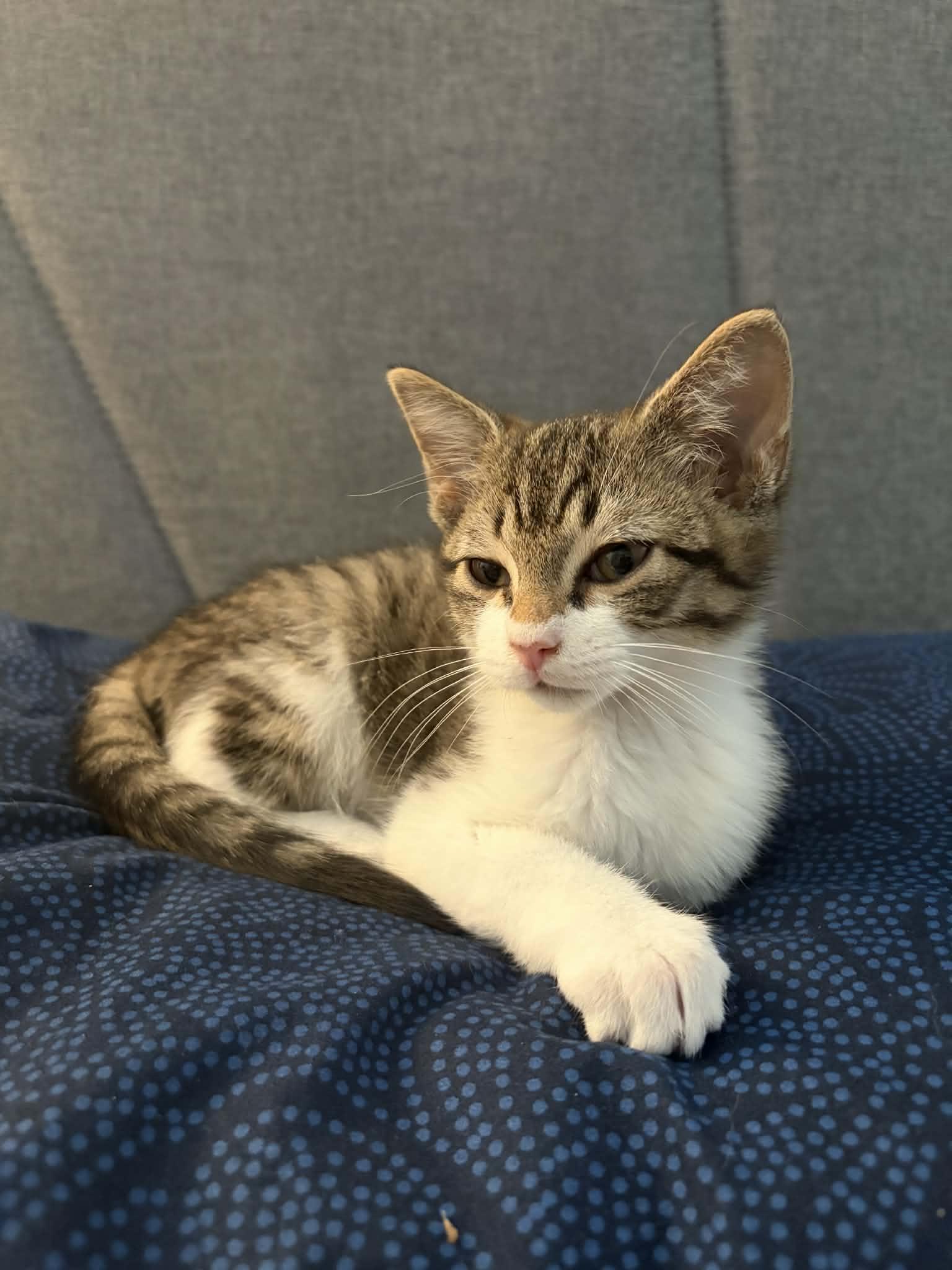 Enlarge Millie, an adopted Tabby in Lawrenceville, GA image 1/2