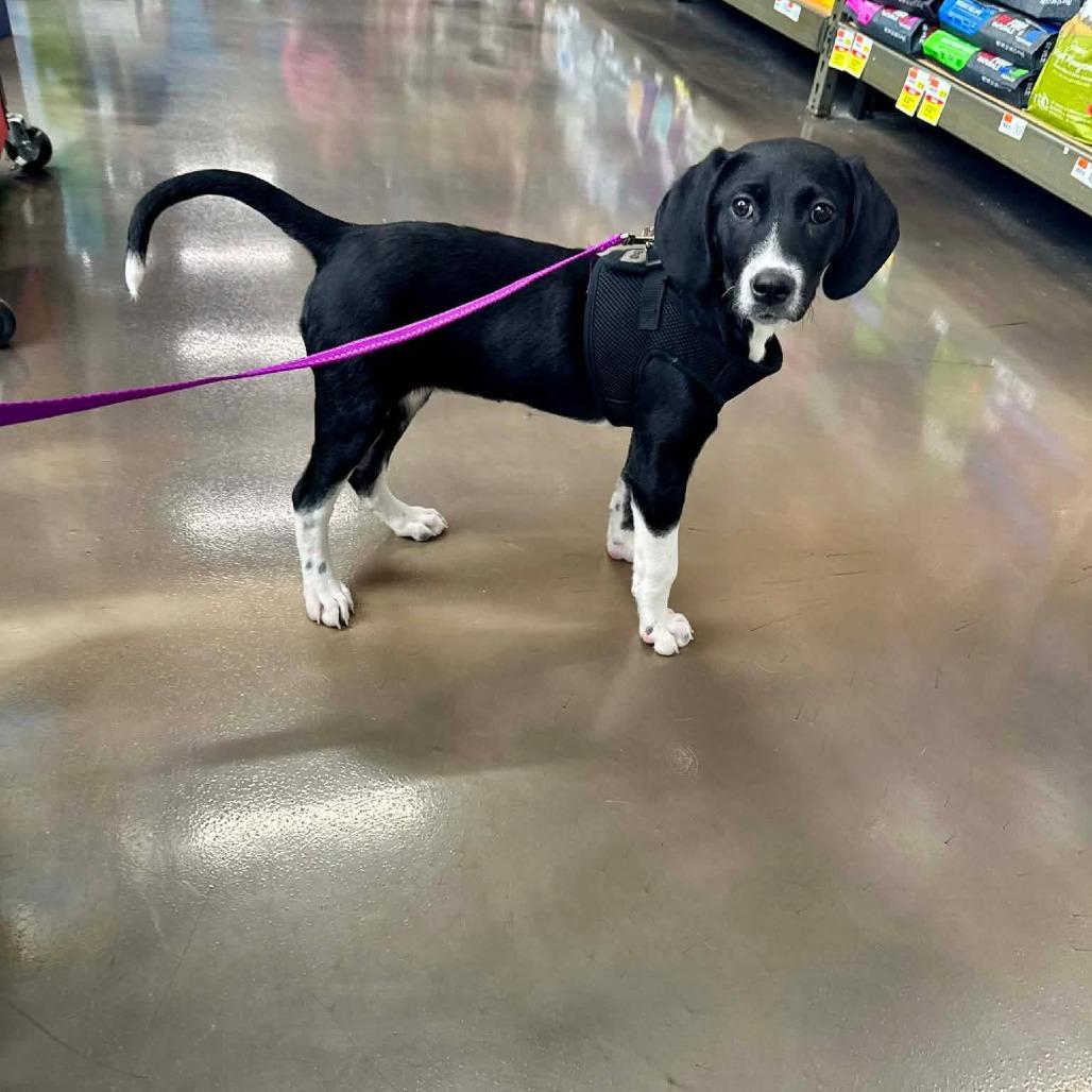 Hope, Adoptable, Puppy Female Mixed Breed.