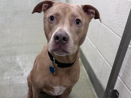 Enlarge Telem, a Adoptable mixed breed in Coon Rapids, MN image 1/1