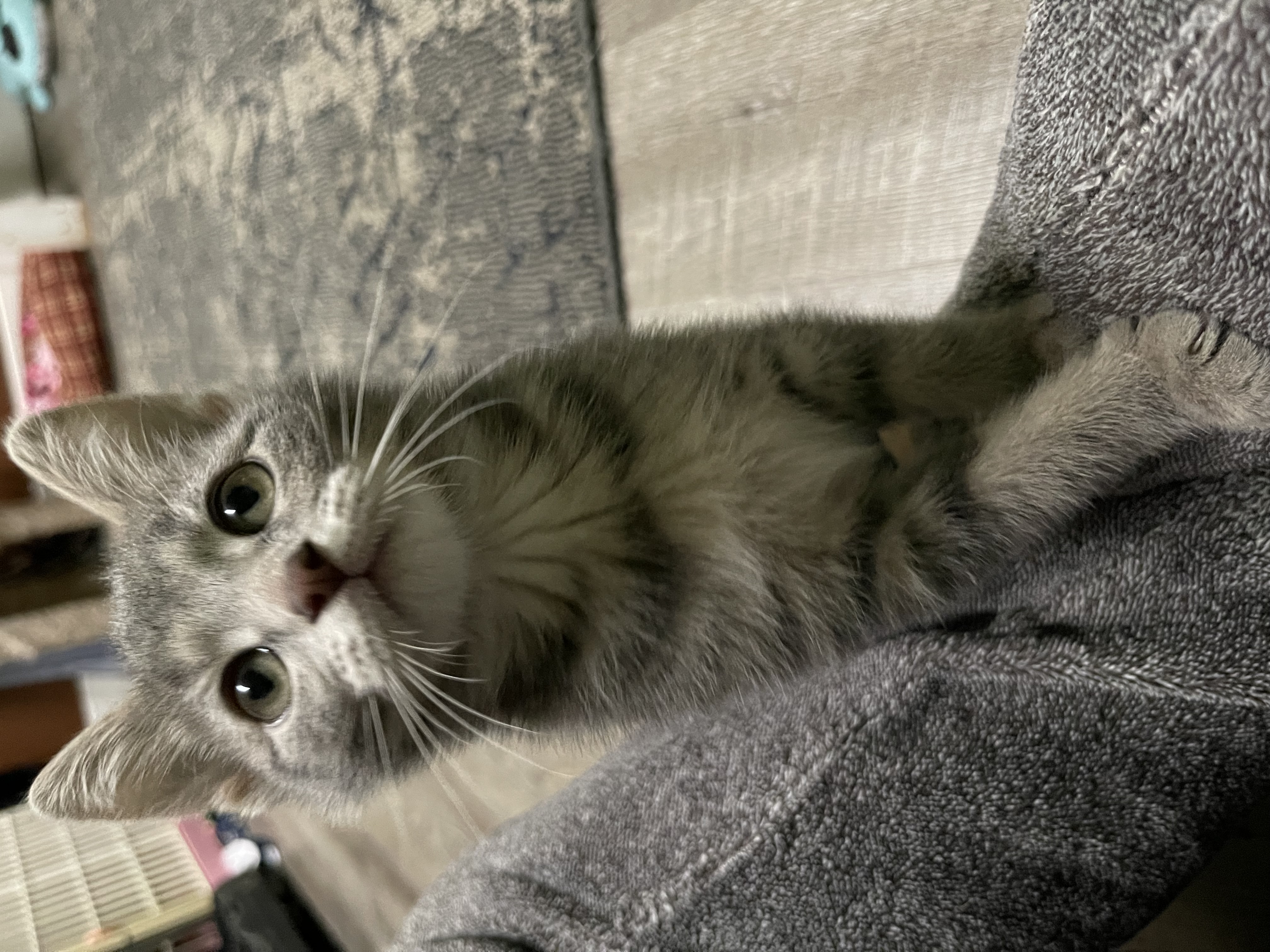 Jaguar, Adopted, Young Male Domestic Short Hair.