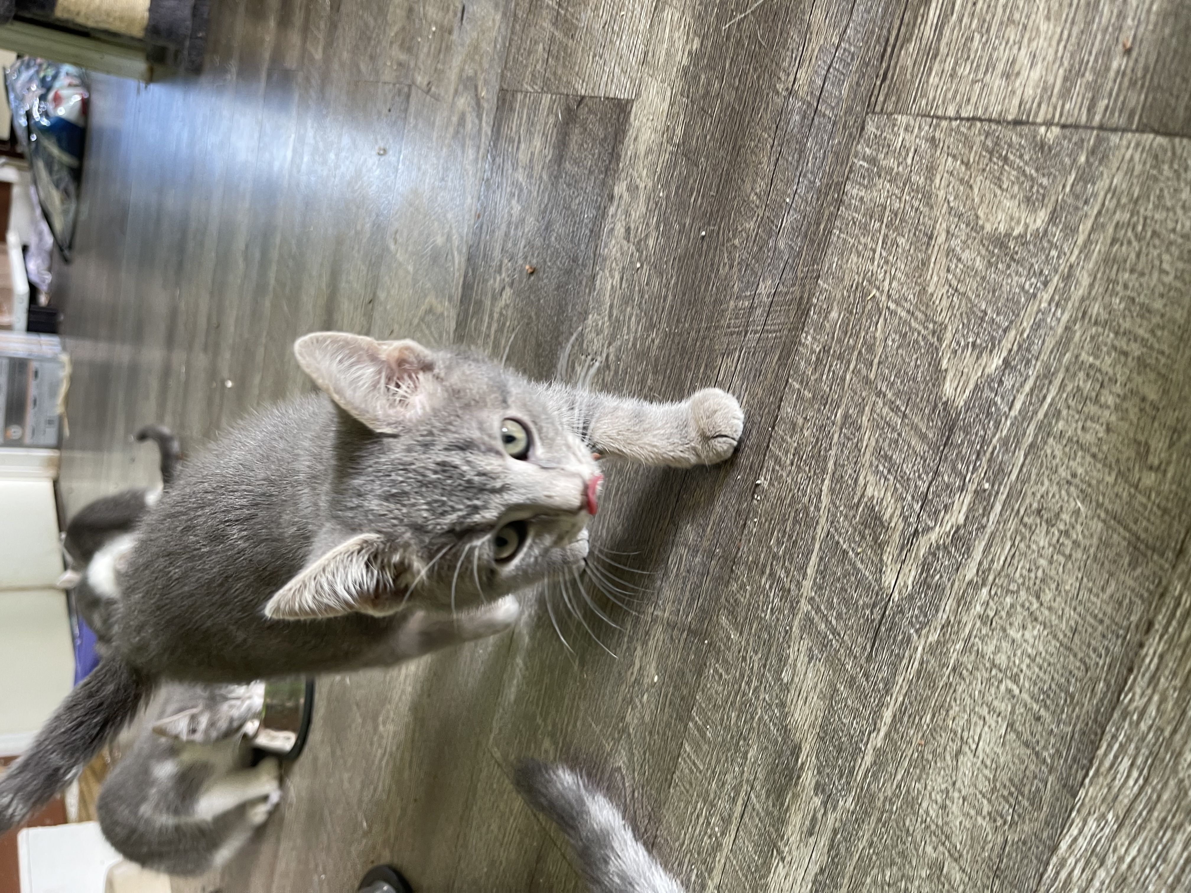 Enlarge Jaguar, a Adopted Domestic Short Hair in Bourbonnais, IL image 2/4