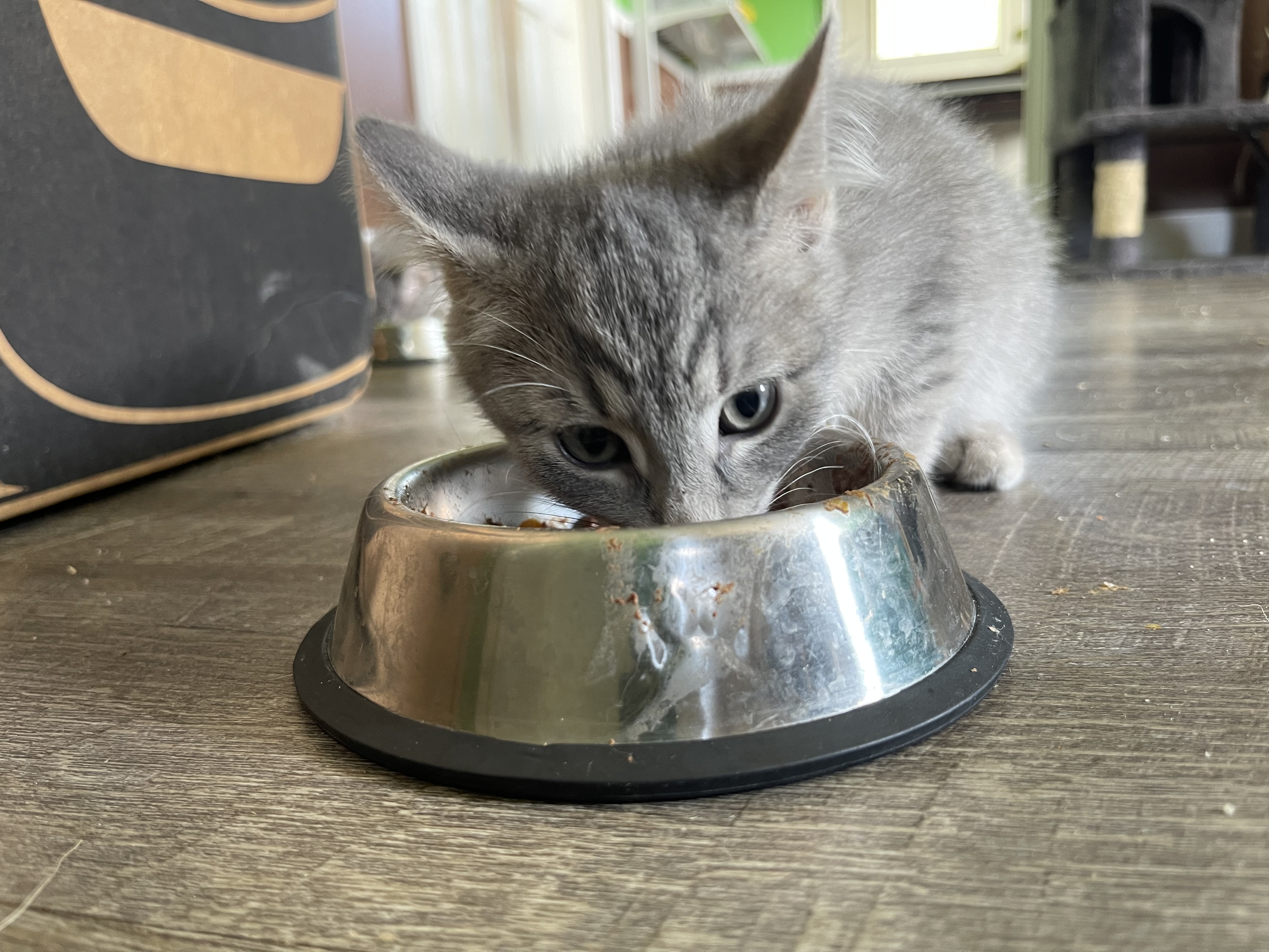 Enlarge Jaguar, a Adopted Domestic Short Hair in Bourbonnais, IL image 4/4