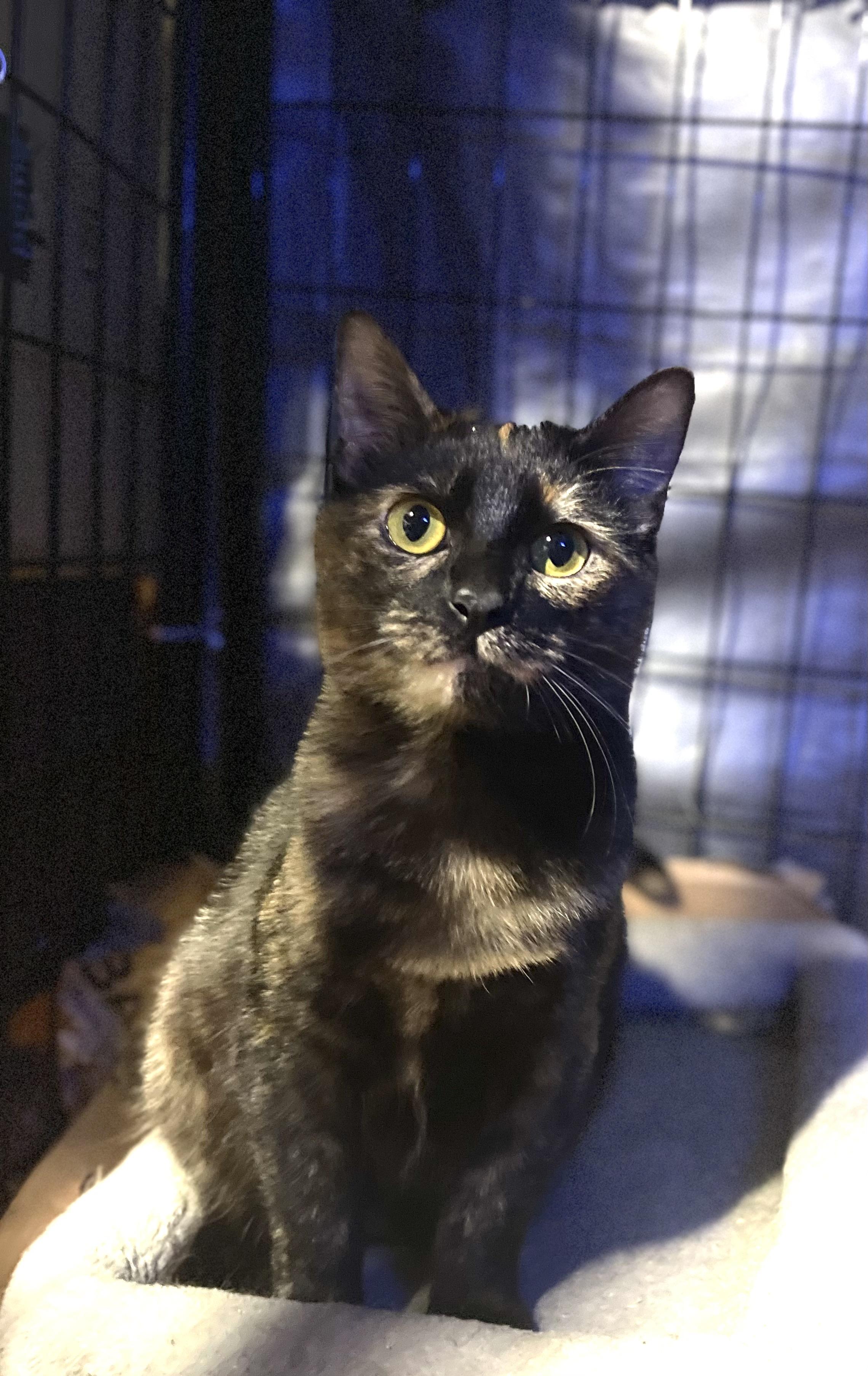 Faith, a Adoptable Tortoiseshell in Bell Gardens, CA image 4/5