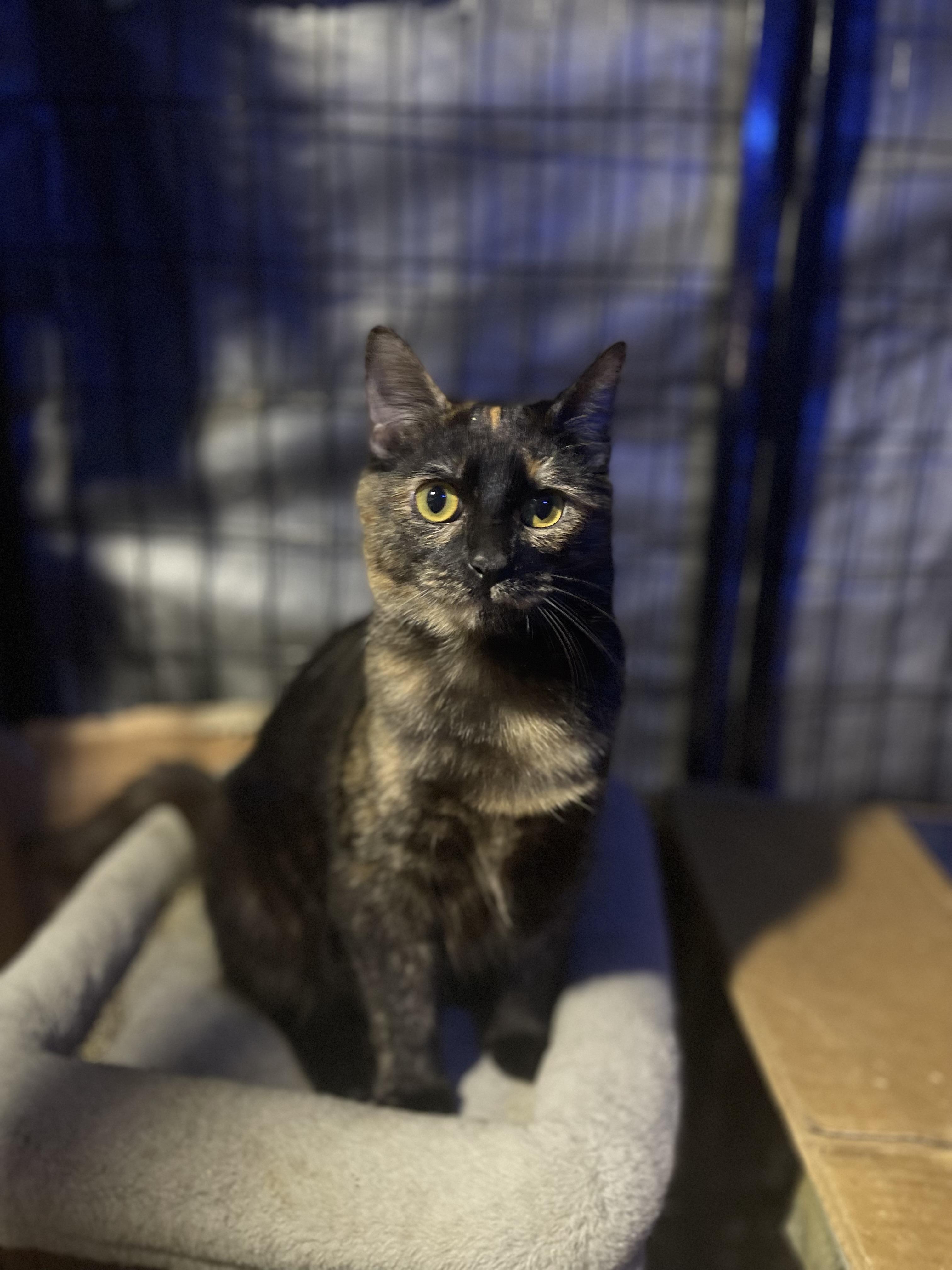 Faith, a Adoptable Tortoiseshell in Bell Gardens, CA image 3/5