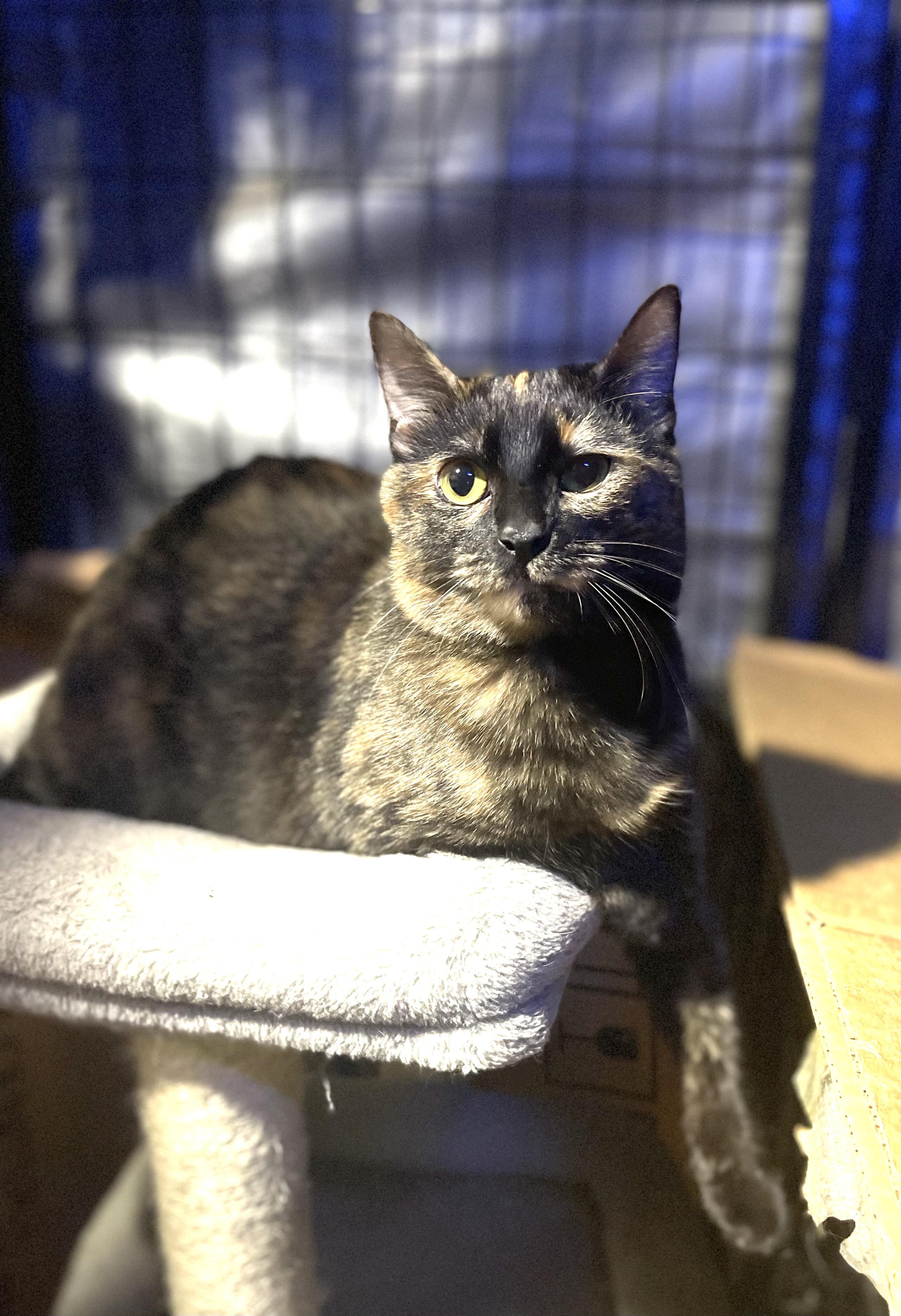 Faith, a Adoptable Tortoiseshell in Bell Gardens, CA image 5/5