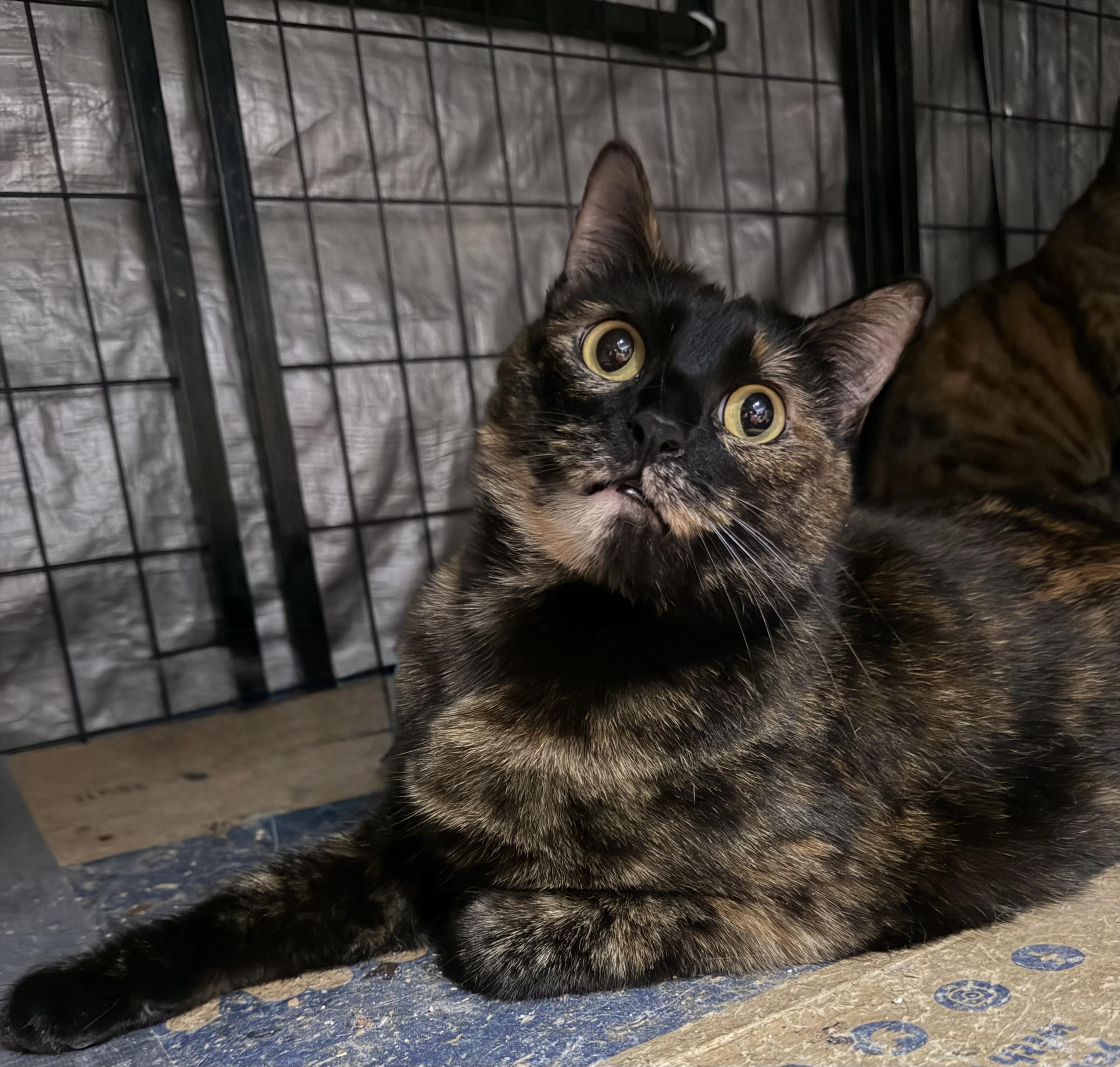 Enlarge Faith, a Adoptable Tortoiseshell in Bell Gardens, CA image 1/6
