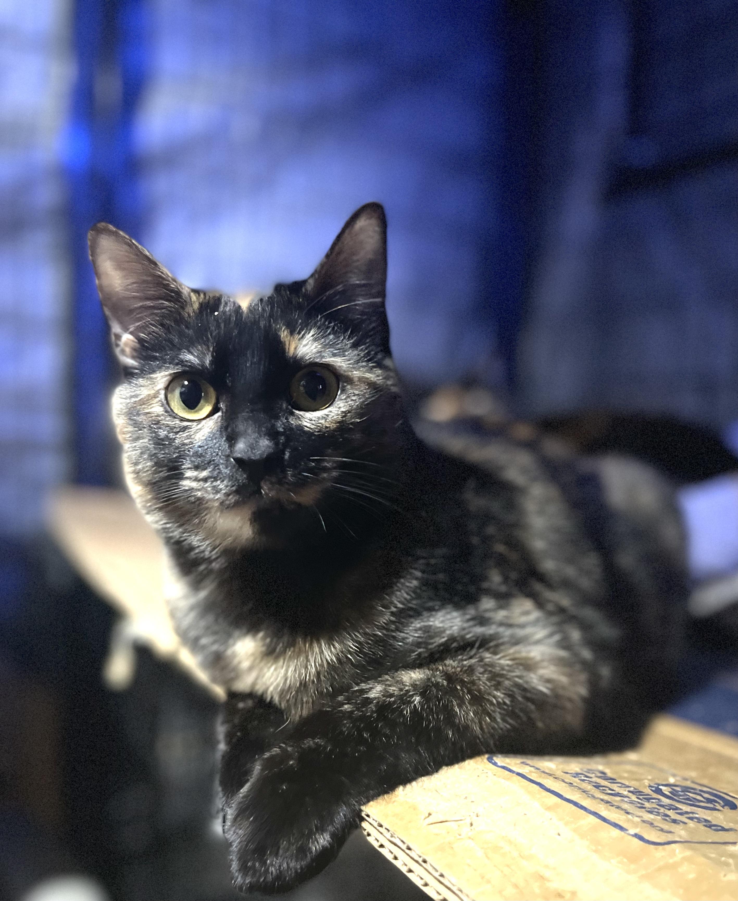 Faith, a Adoptable Tortoiseshell in Bell Gardens, CA image 1/5