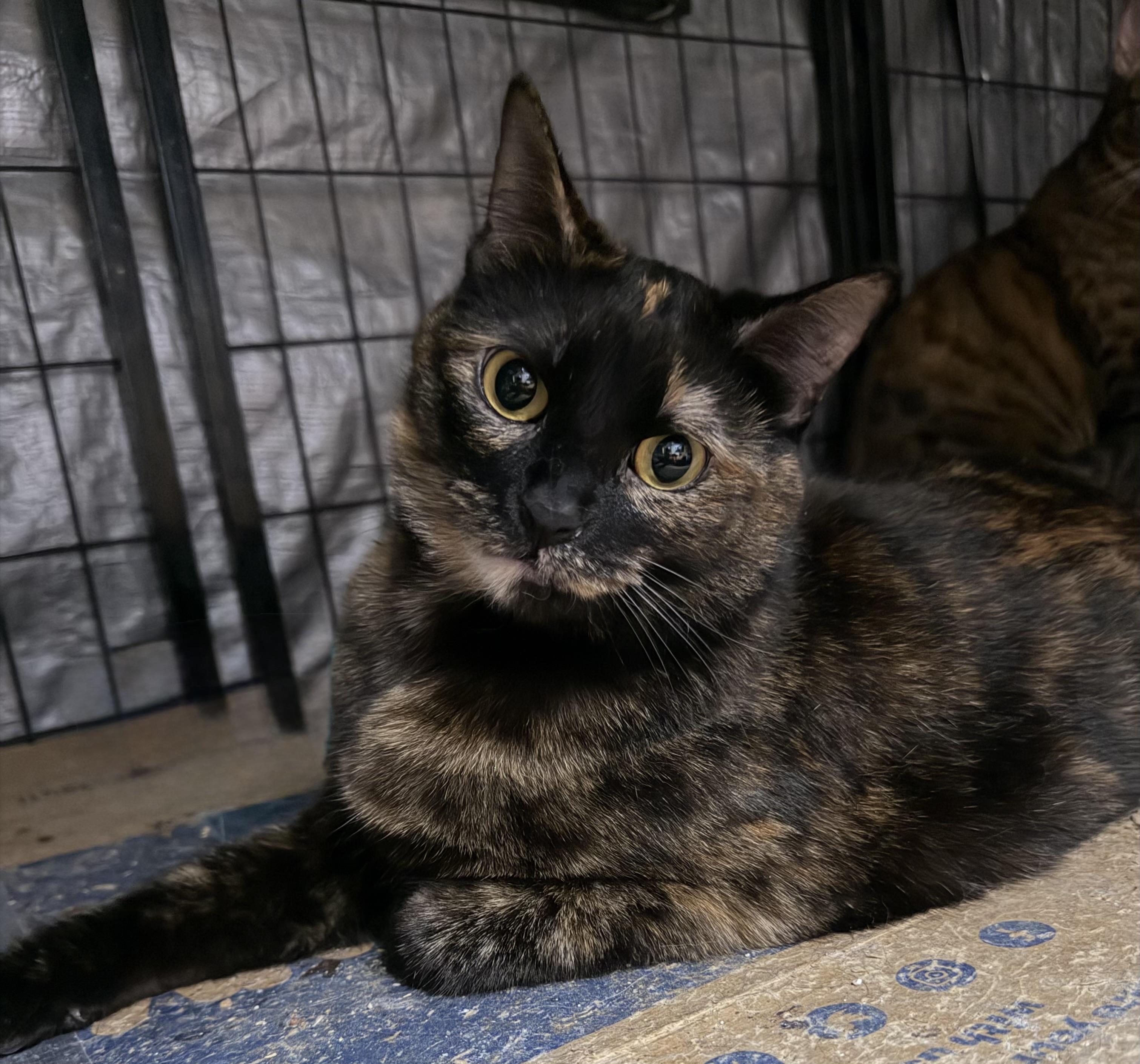Enlarge Faith, a Adoptable Tortoiseshell in Bell Gardens, CA image 5/6