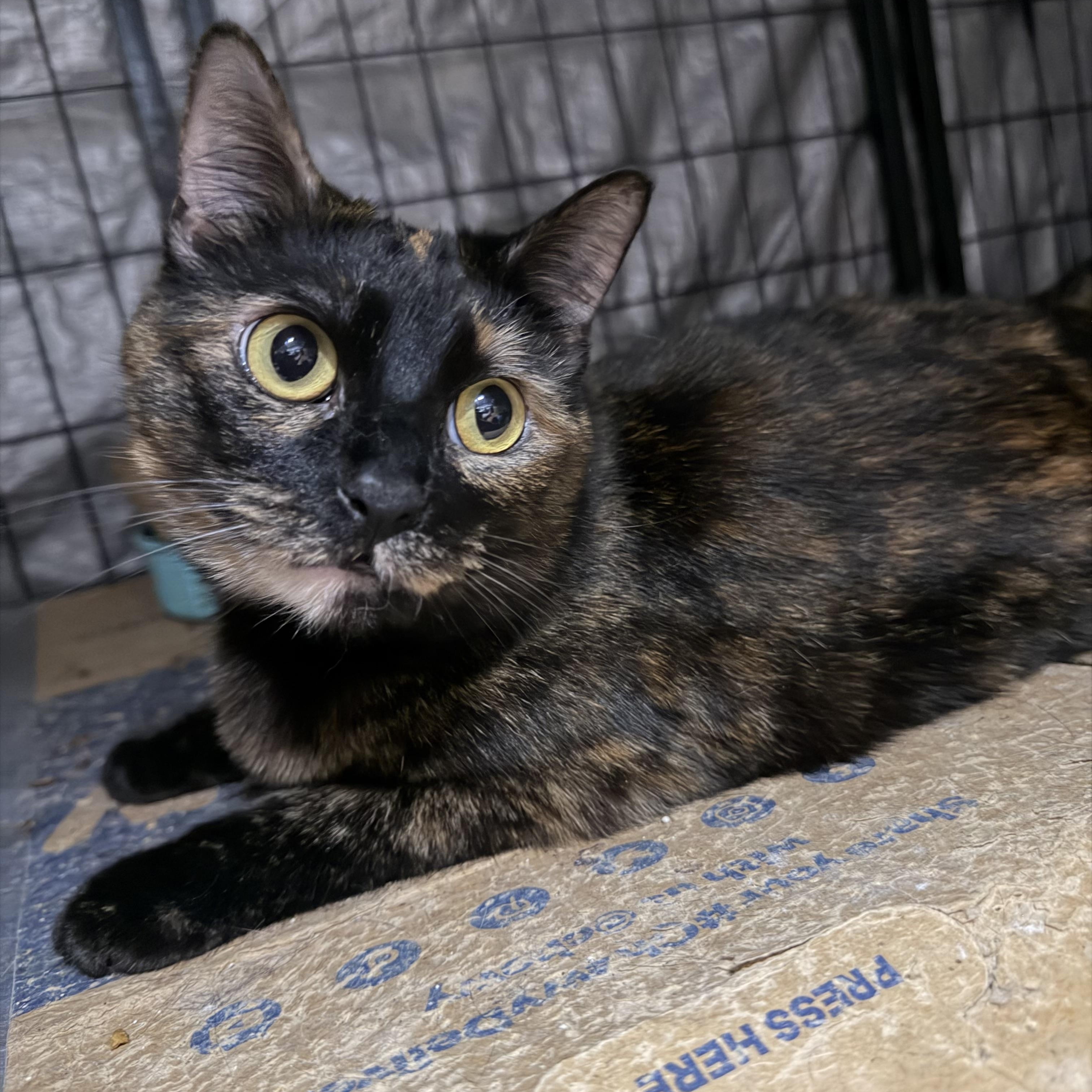 Enlarge Faith, a Adoptable Tortoiseshell in Bell Gardens, CA image 6/6