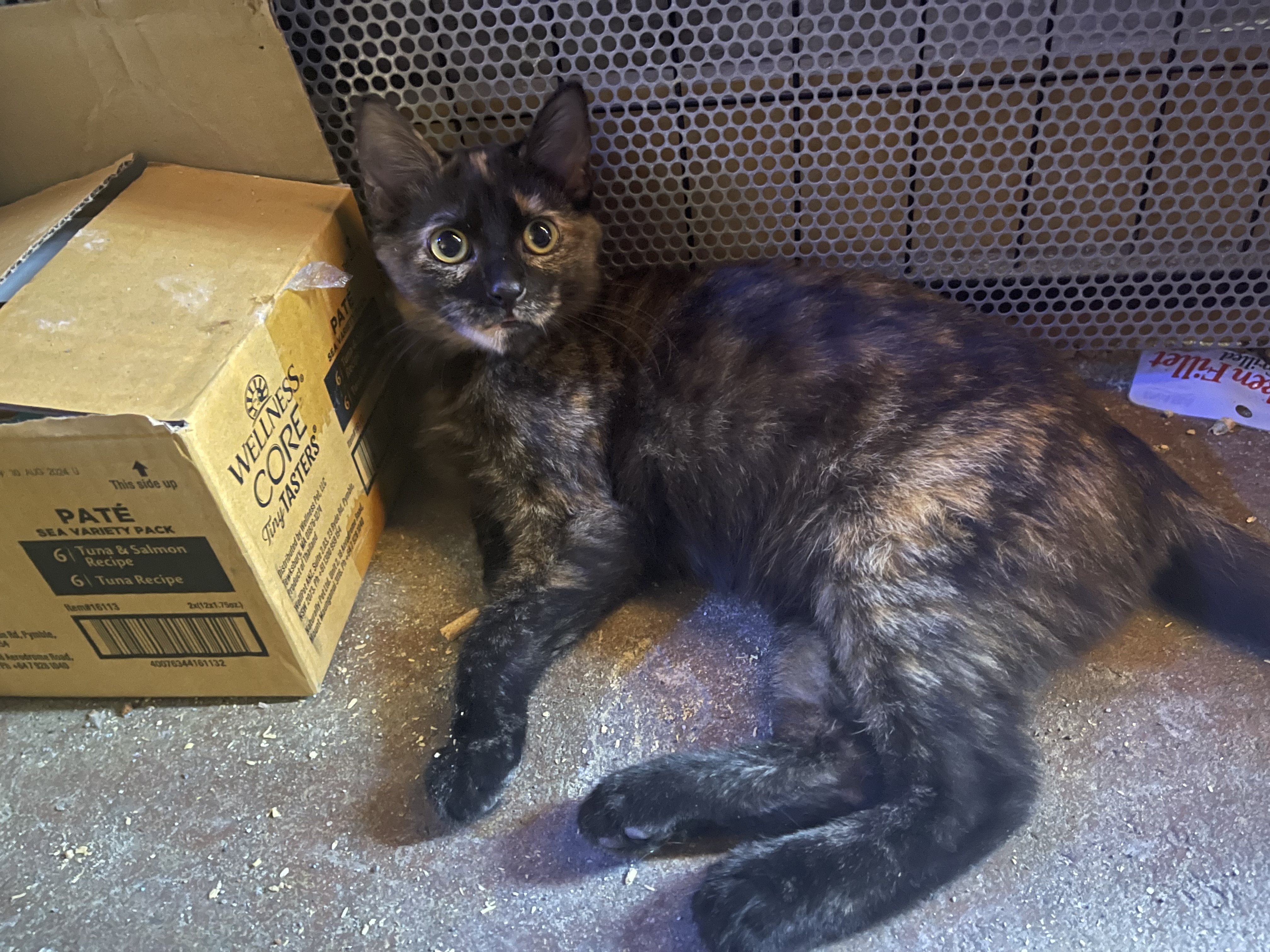 Faith, a Adoptable Tortoiseshell in Bell Gardens, CA image 2/5