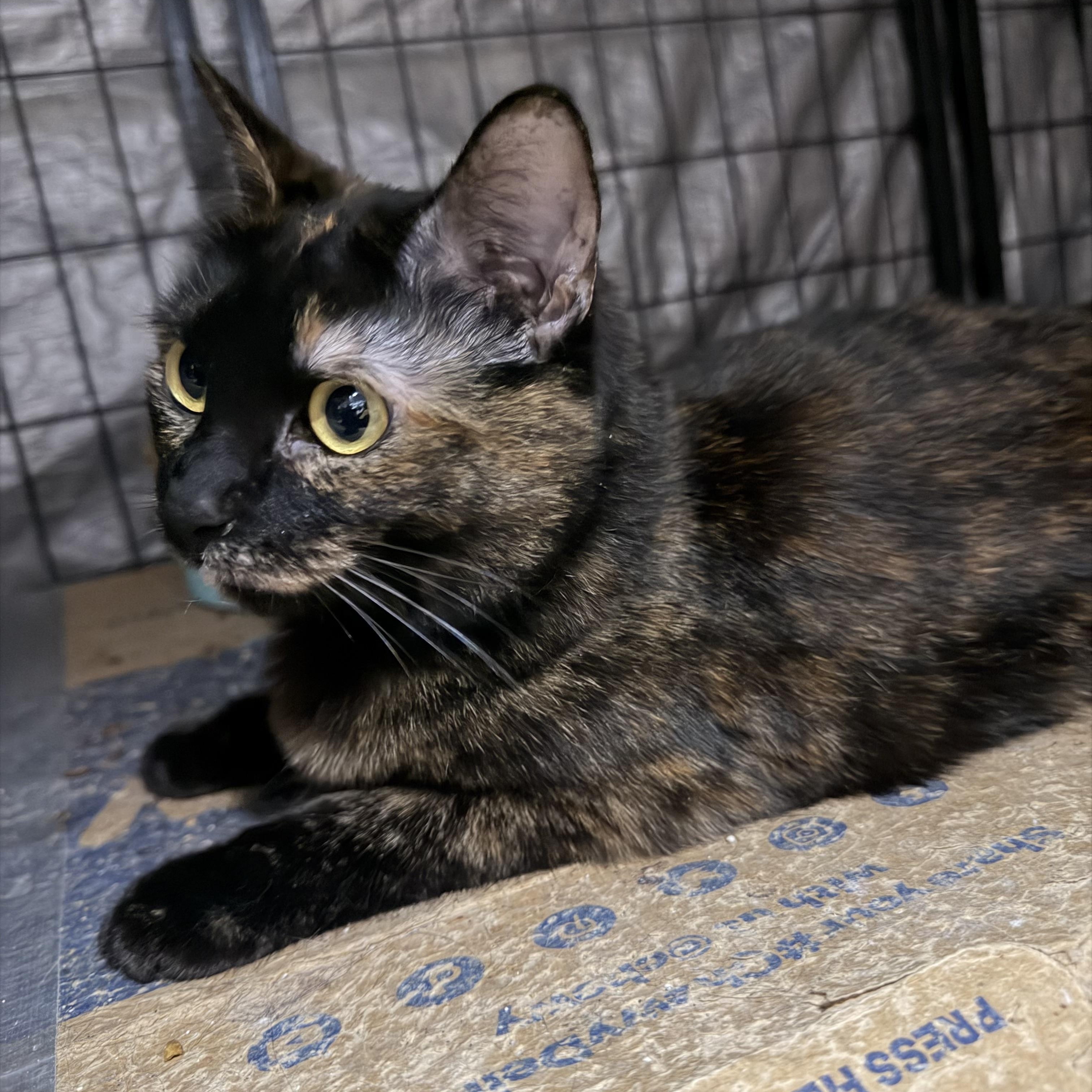 Enlarge Faith, a Adoptable Tortoiseshell in Bell Gardens, CA image 4/6