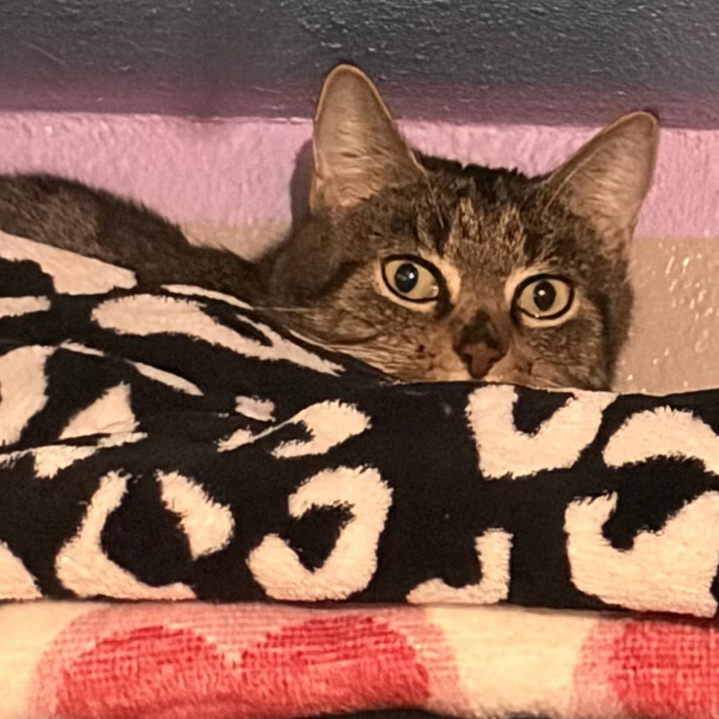 Enlarge Tiger, a Adoptable Domestic Short Hair in Pleasanton, CA image 1/3