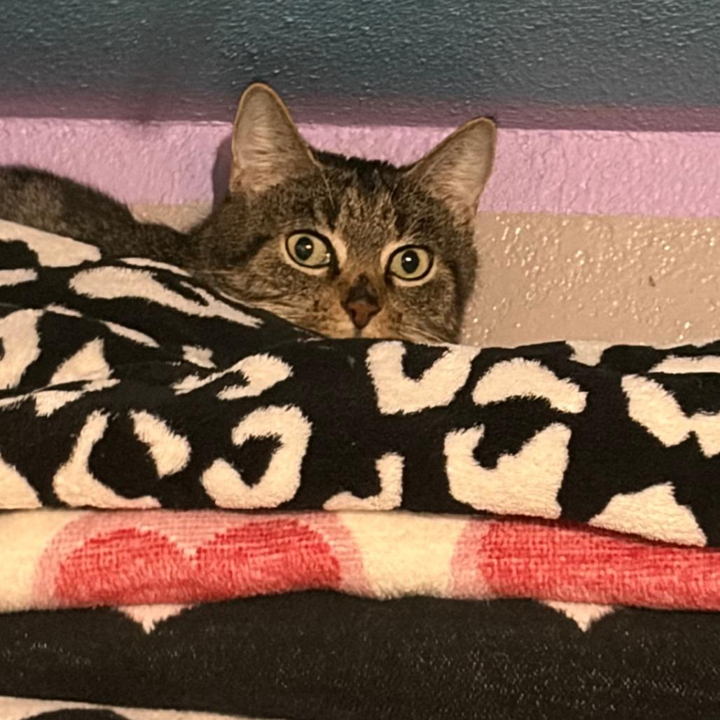 Enlarge Tiger, a Adoptable Domestic Short Hair in Pleasanton, CA image 2/3