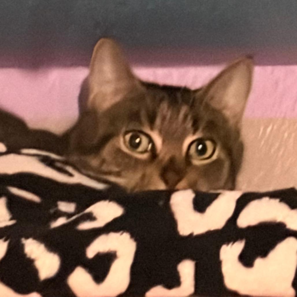 Enlarge Tiger, a Adoptable Domestic Short Hair in Pleasanton, CA image 3/3