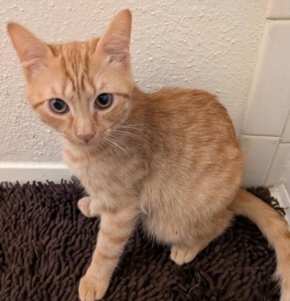 Enlarge Cinny, a Adoptable Domestic Short Hair in Santa Fe, TX image 3/5