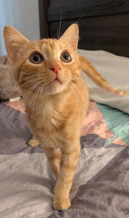Cinny, Adoptable, Kitten Male Domestic Short Hair & Domestic Short Hair.