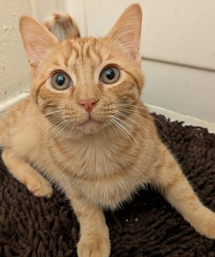 Cinny, Adoptable, Kitten Male Domestic Short Hair & Domestic Short Hair.