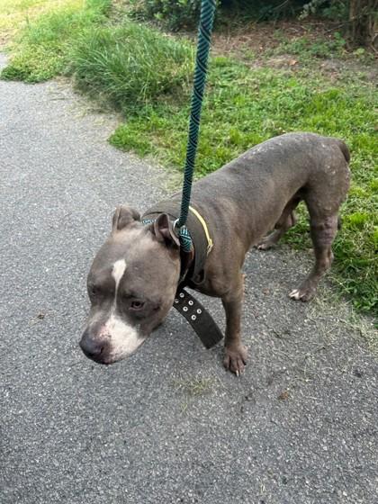 Enlarge Issac, a Adoptable mixed breed in Savannah, GA image 1/2