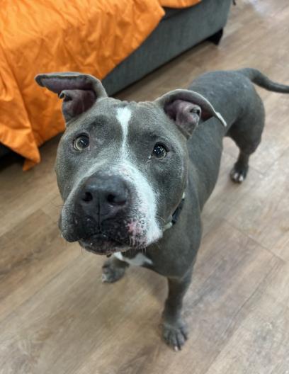 Enlarge Issac, a Adoptable mixed breed in Savannah, GA image 2/2