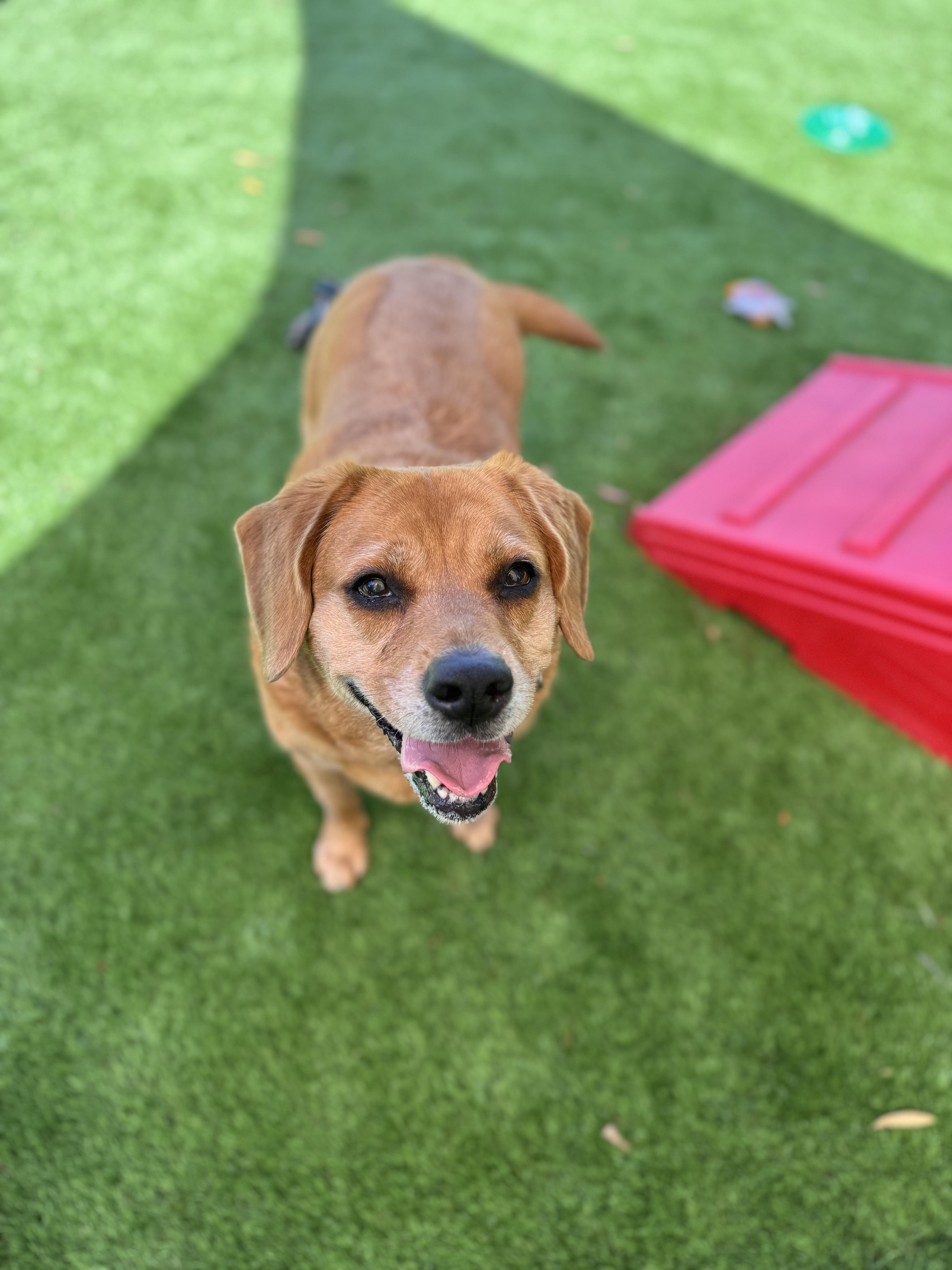 Enlarge piper, a ADOPTABLE mixed breed in Pawleys Island, SC image 1/2