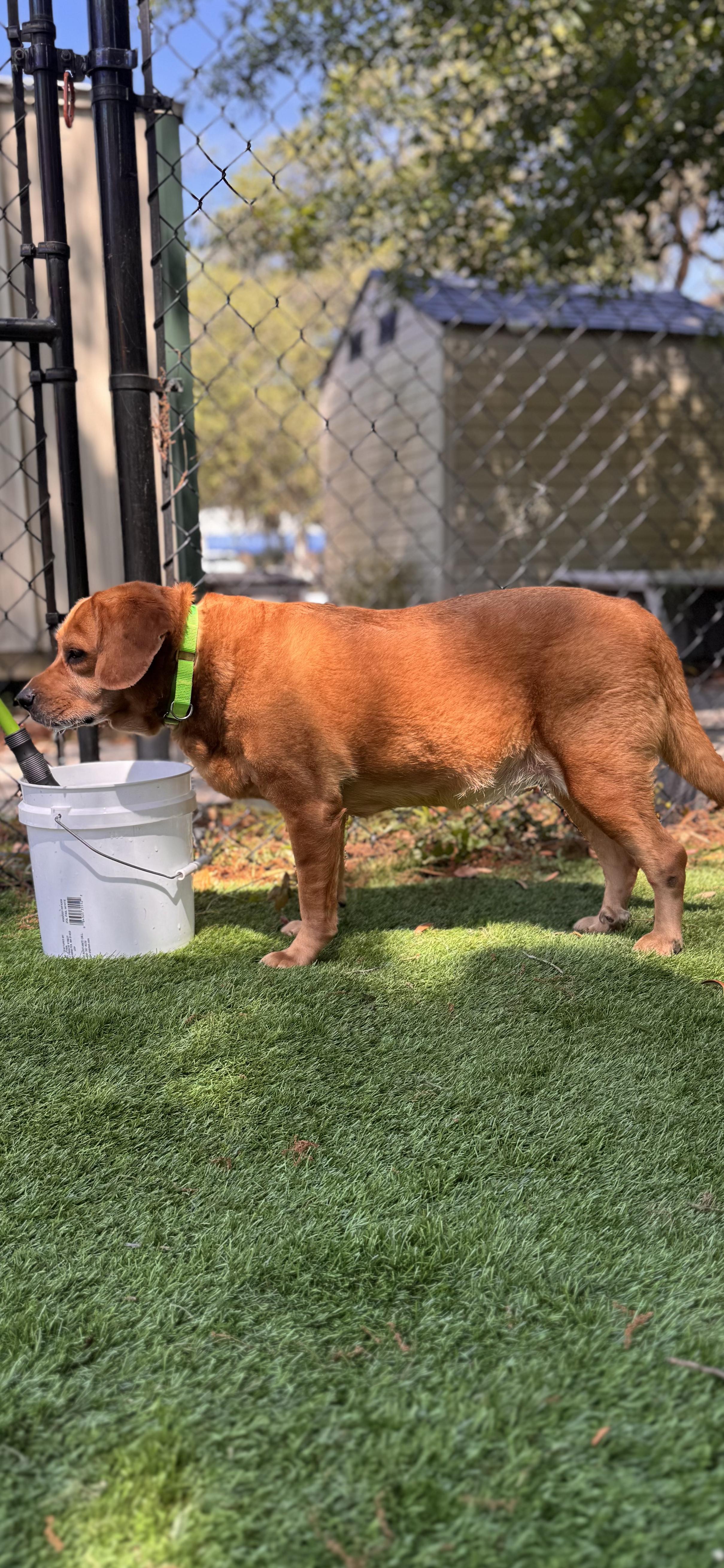Enlarge piper, a ADOPTABLE mixed breed in Pawleys Island, SC image 2/2