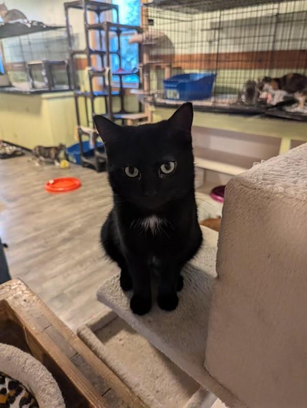 Enlarge Dahlia, a Adoptable mixed breed in Rice Lake, WI image 1/2