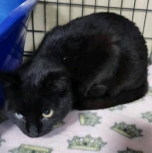 Dahlia, a Adoptable mixed breed in Rice Lake, WI image 2/2