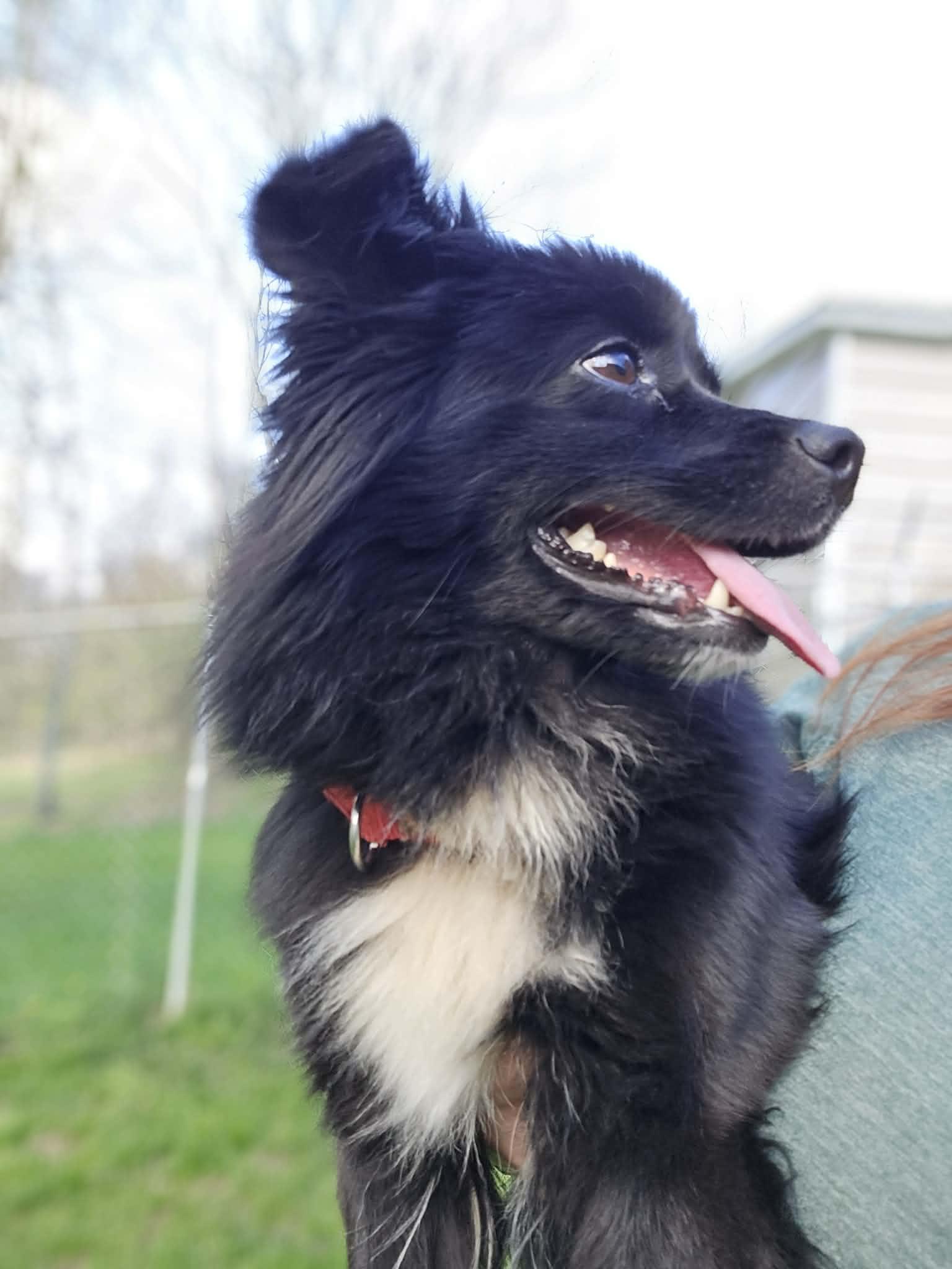 Enlarge Feather, an adopted mixed breed in Greensburg, PA image 5/6