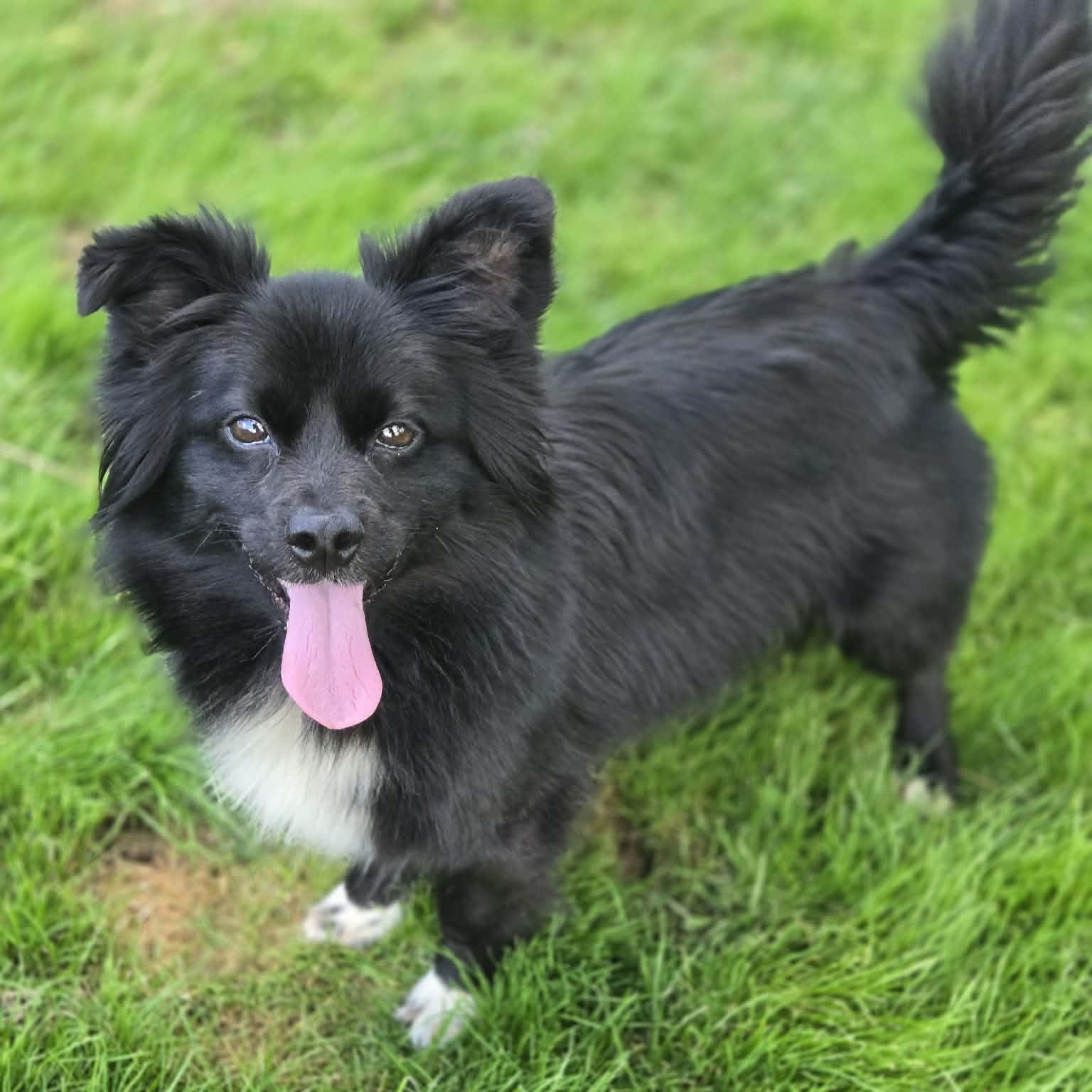 Enlarge Feather, an adopted mixed breed in Greensburg, PA image 1/6