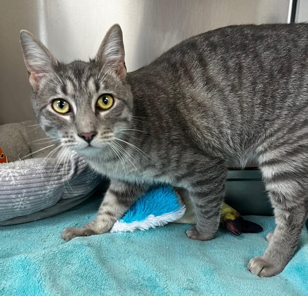 Rufio, Adoptable, Young Male Domestic Short Hair.