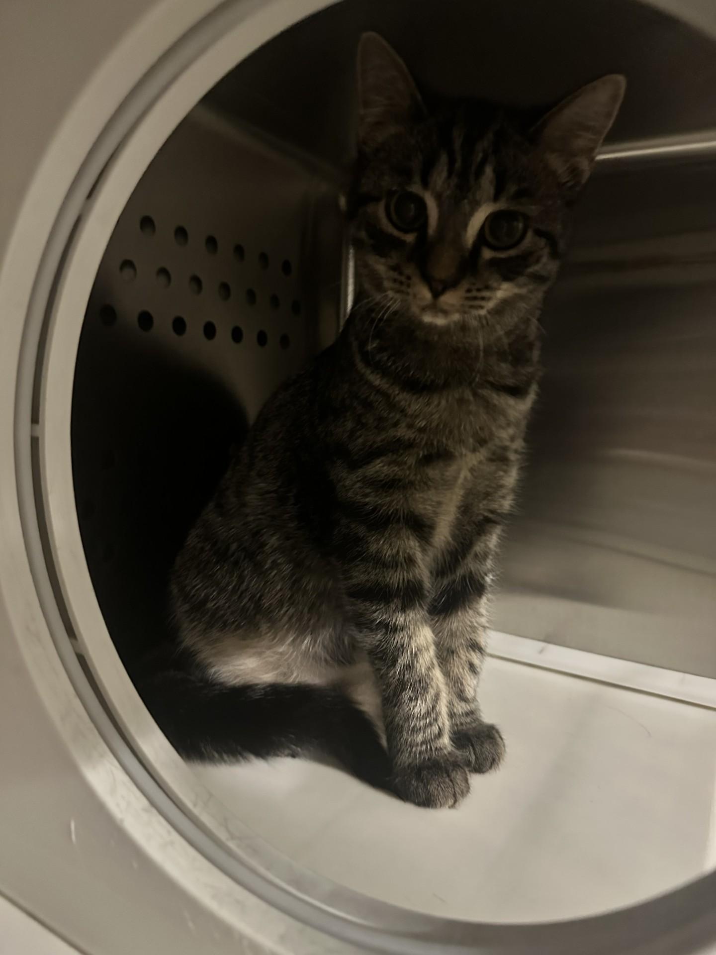 Enlarge Maisy, a Adoptable Domestic Short Hair in West Haven, CT image 1/1