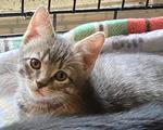 Smokie, ADOPTABLE, Kitten Male Domestic Short Hair.