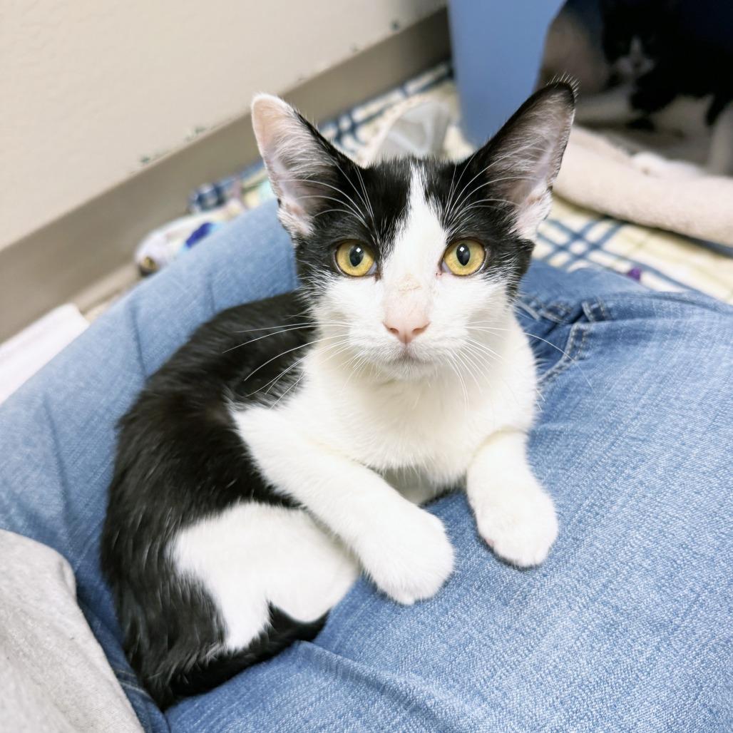 Lollipop, Adoptable, Kitten Female Domestic Short Hair.