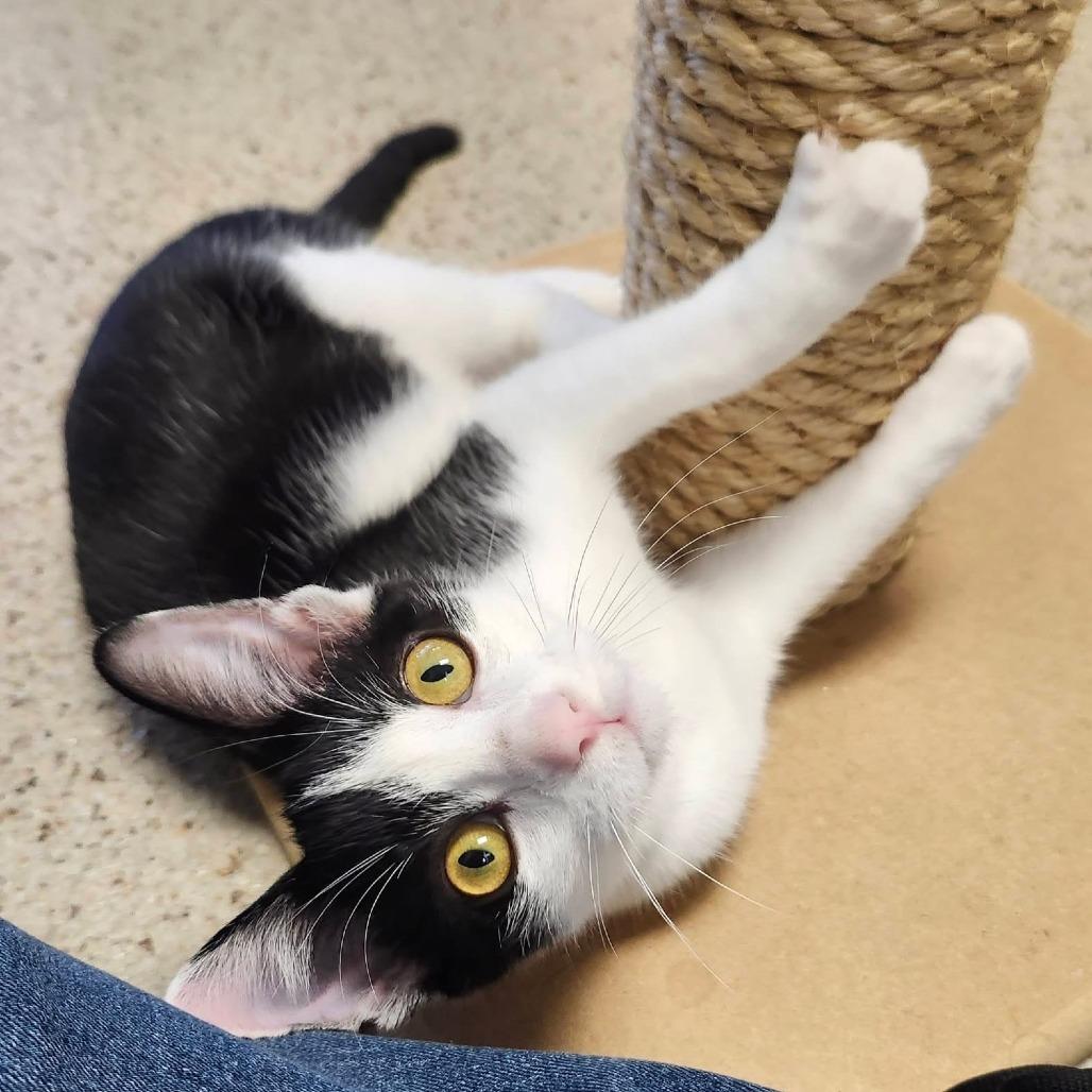 Enlarge Lollipop, a Adoptable Domestic Short Hair in Oshkosh, WI image 2/5