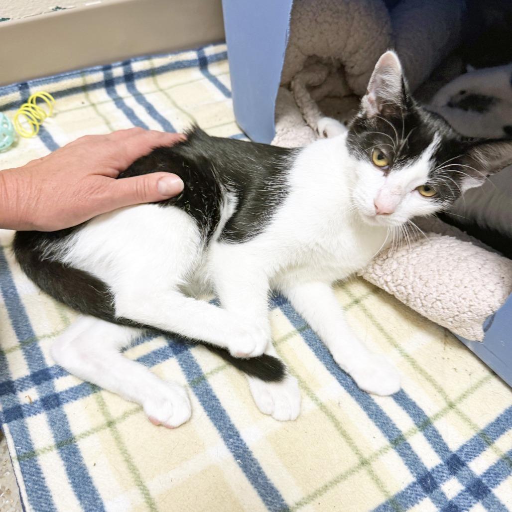 Enlarge Lollipop, a Adoptable Domestic Short Hair in Oshkosh, WI image 3/5