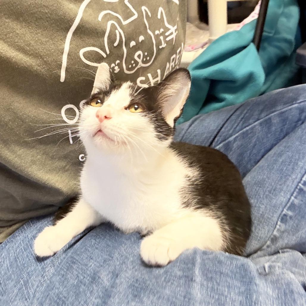 Enlarge Lollipop, a Adoptable Domestic Short Hair in Oshkosh, WI image 4/5