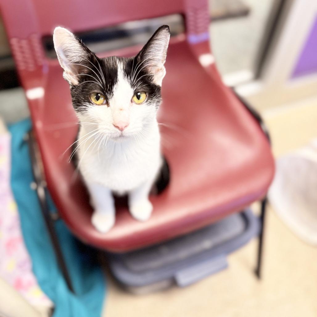 Enlarge Lollipop, a Adoptable Domestic Short Hair in Oshkosh, WI image 5/5