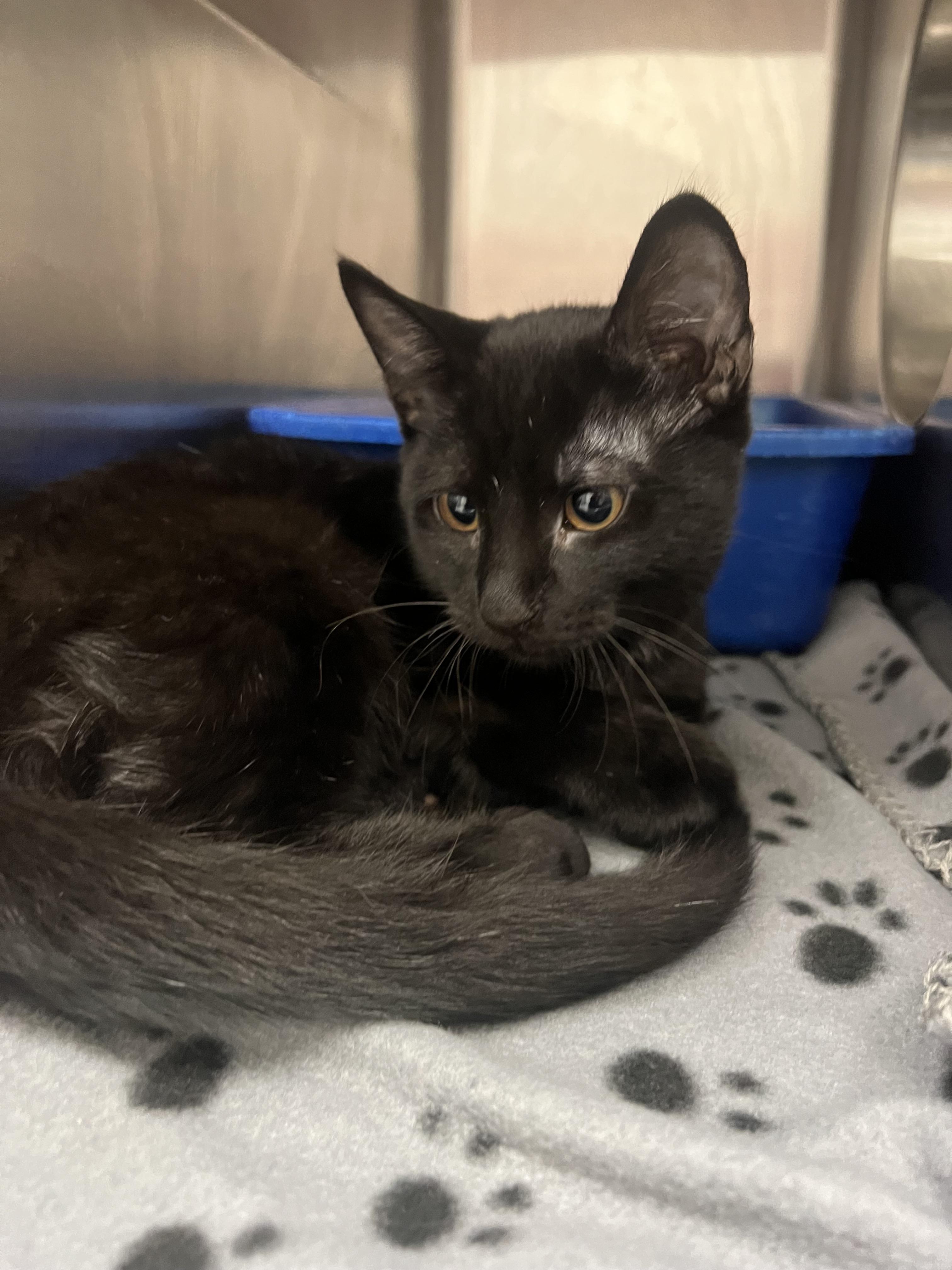 Liam, Adoptable, Kitten Male Domestic Short Hair.