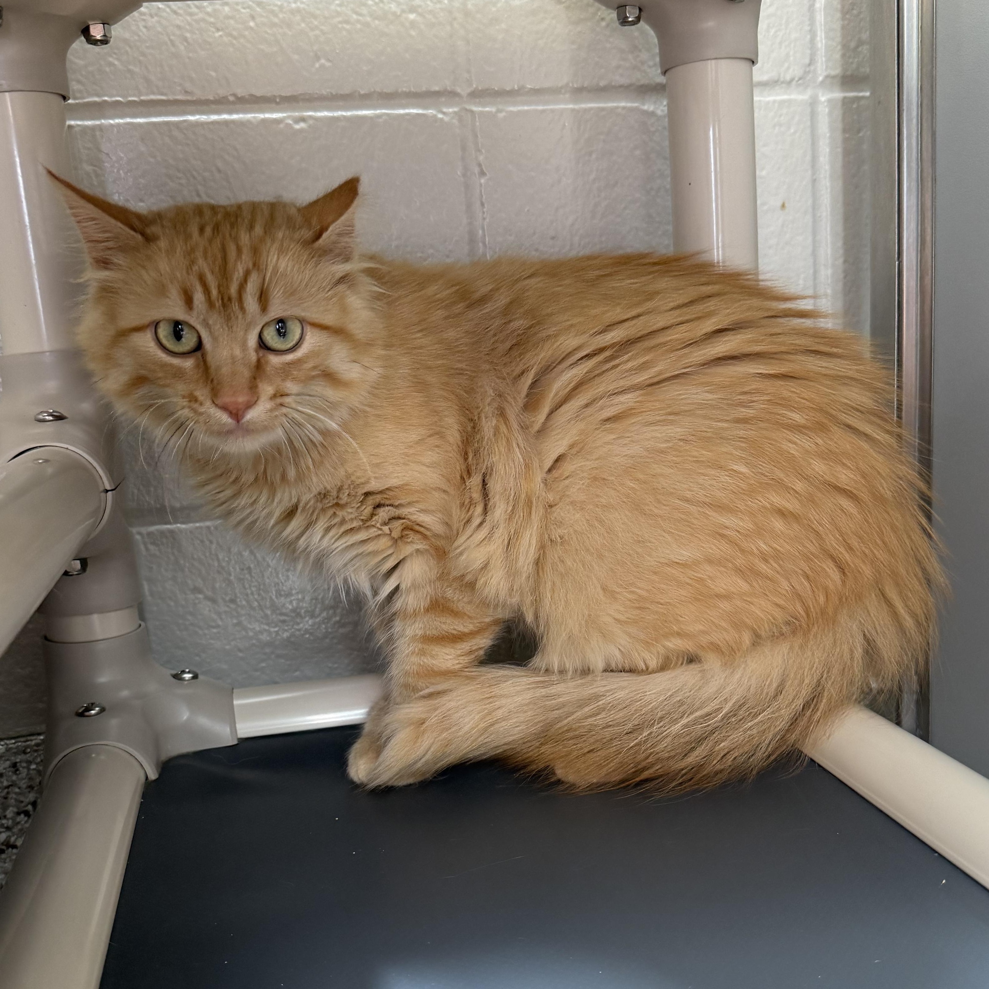 Enlarge Lil floof, a ADOPTABLE Domestic Short Hair in Kearney, NE image 1/1