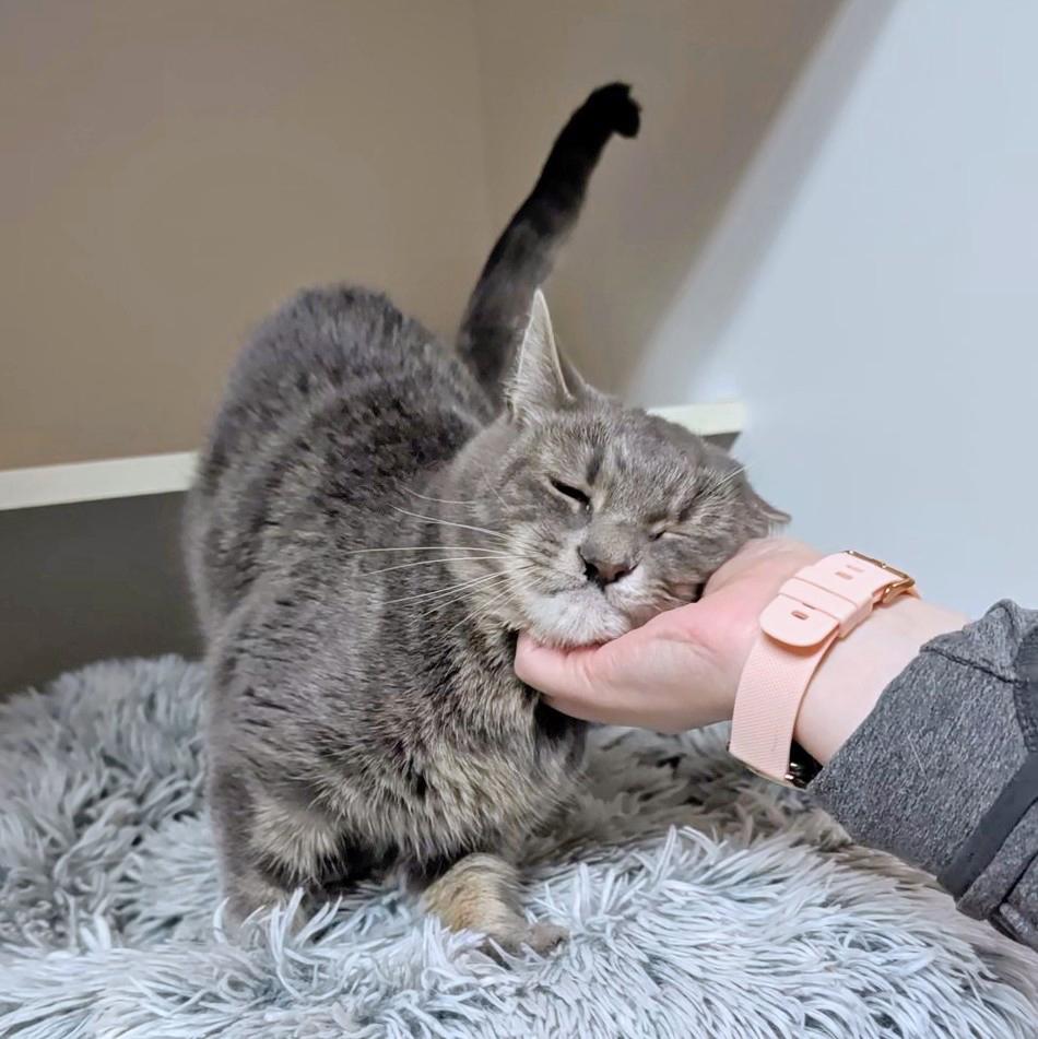 Enlarge Rocky, a ADOPTABLE Domestic Short Hair in Accident, MD image 3/6