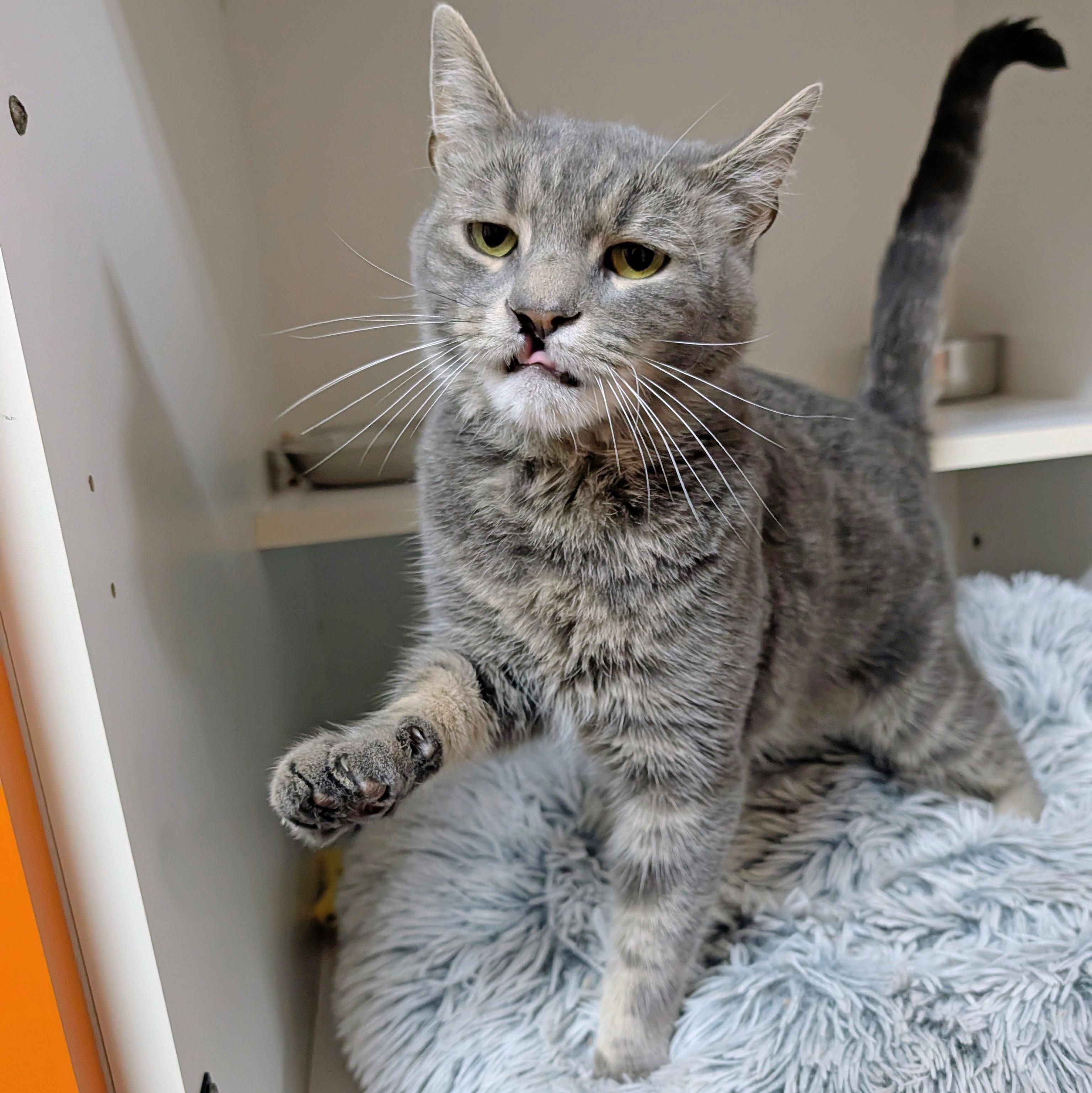 Rocky, ADOPTABLE, Adult Male Domestic Short Hair.