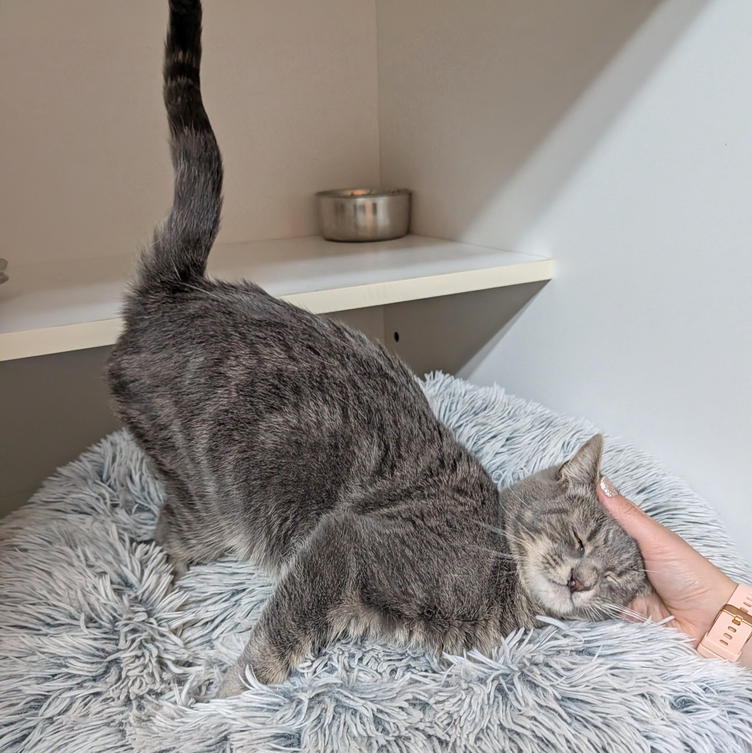 Enlarge Rocky, a ADOPTABLE Domestic Short Hair in Accident, MD image 6/6