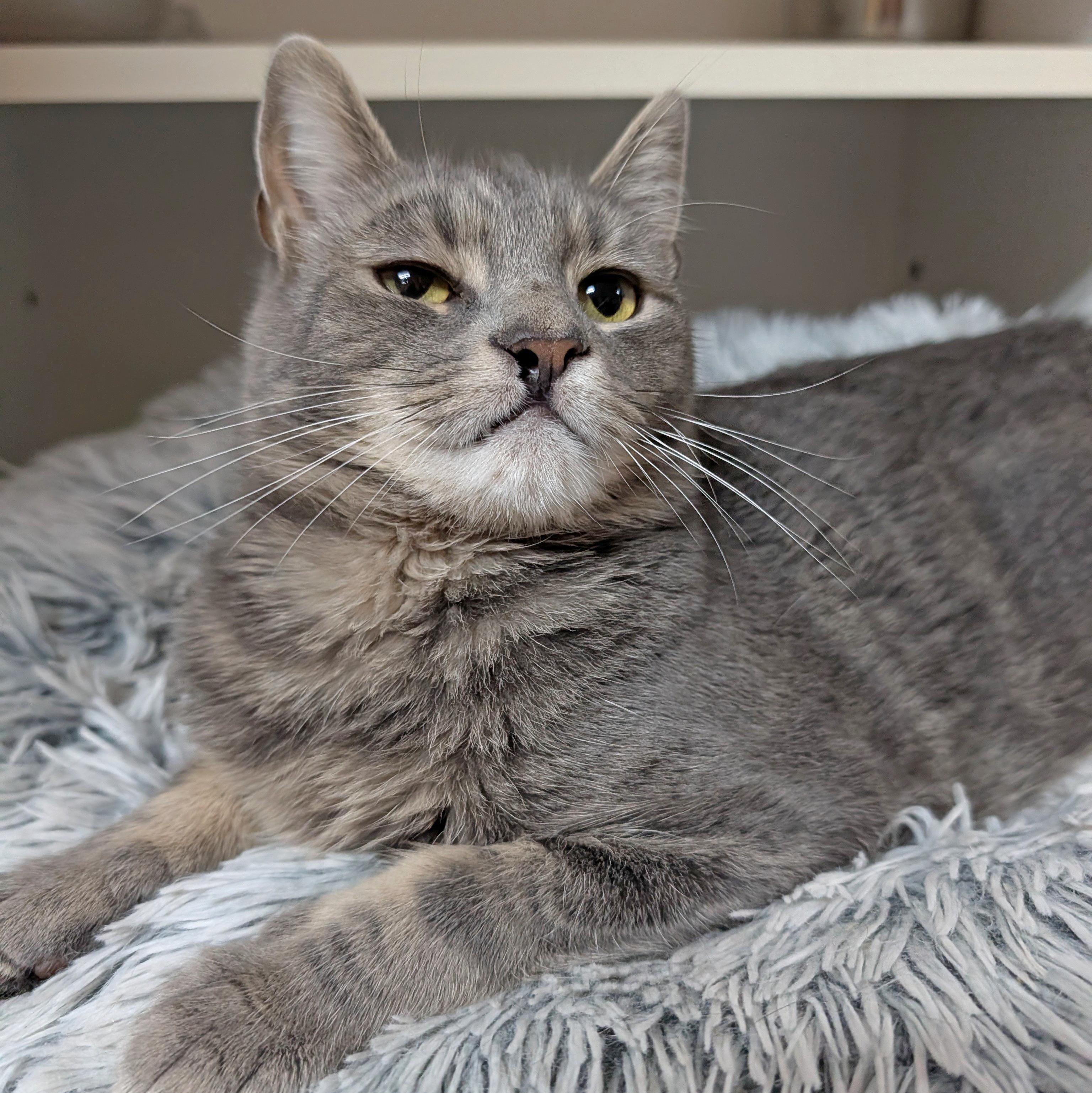 Enlarge Rocky, a ADOPTABLE Domestic Short Hair in Accident, MD image 2/6