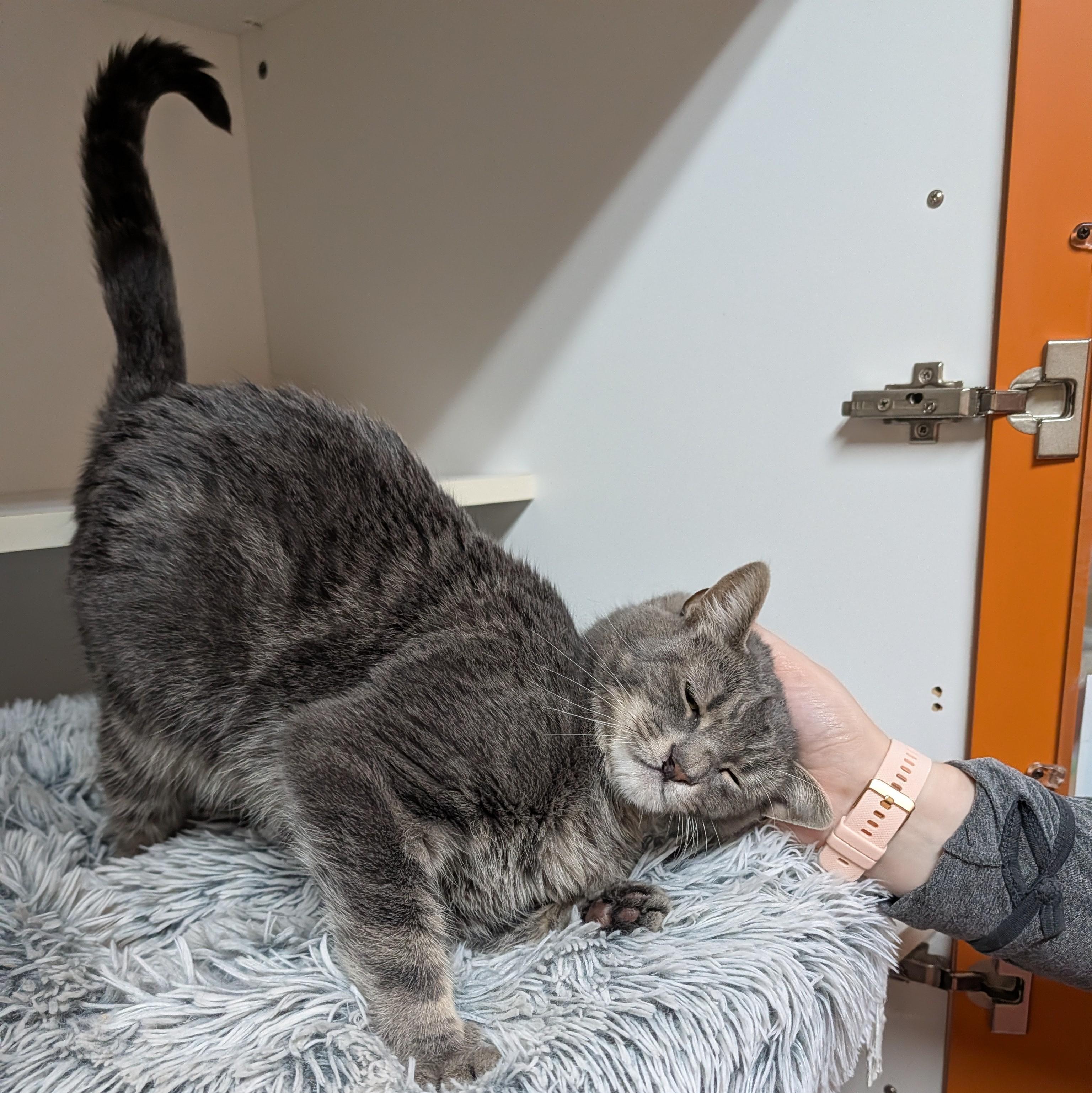 Enlarge Rocky, a ADOPTABLE Domestic Short Hair in Accident, MD image 4/6