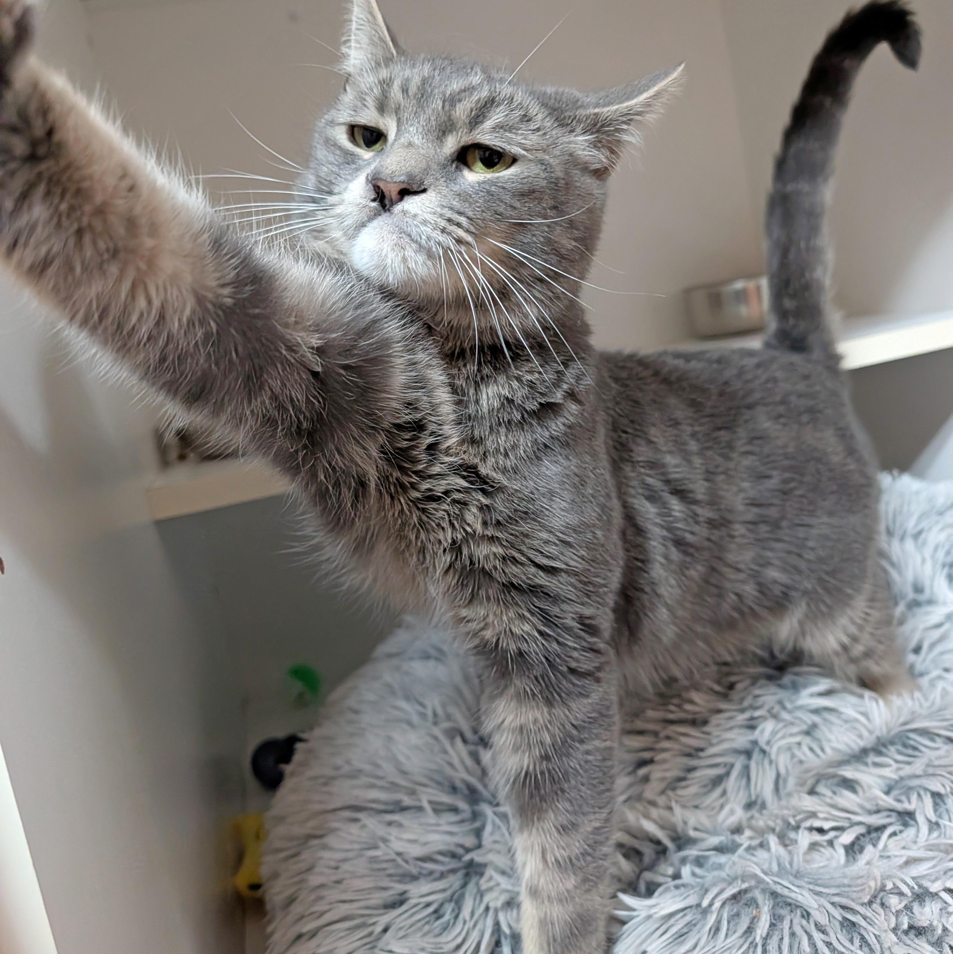 Enlarge Rocky, a ADOPTABLE Domestic Short Hair in Accident, MD image 5/6