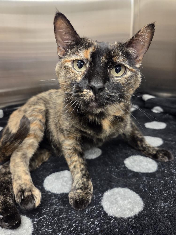 Enlarge Mommy Mummy (FIV+), a Adoptable mixed breed in Plymouth, MI image 1/6